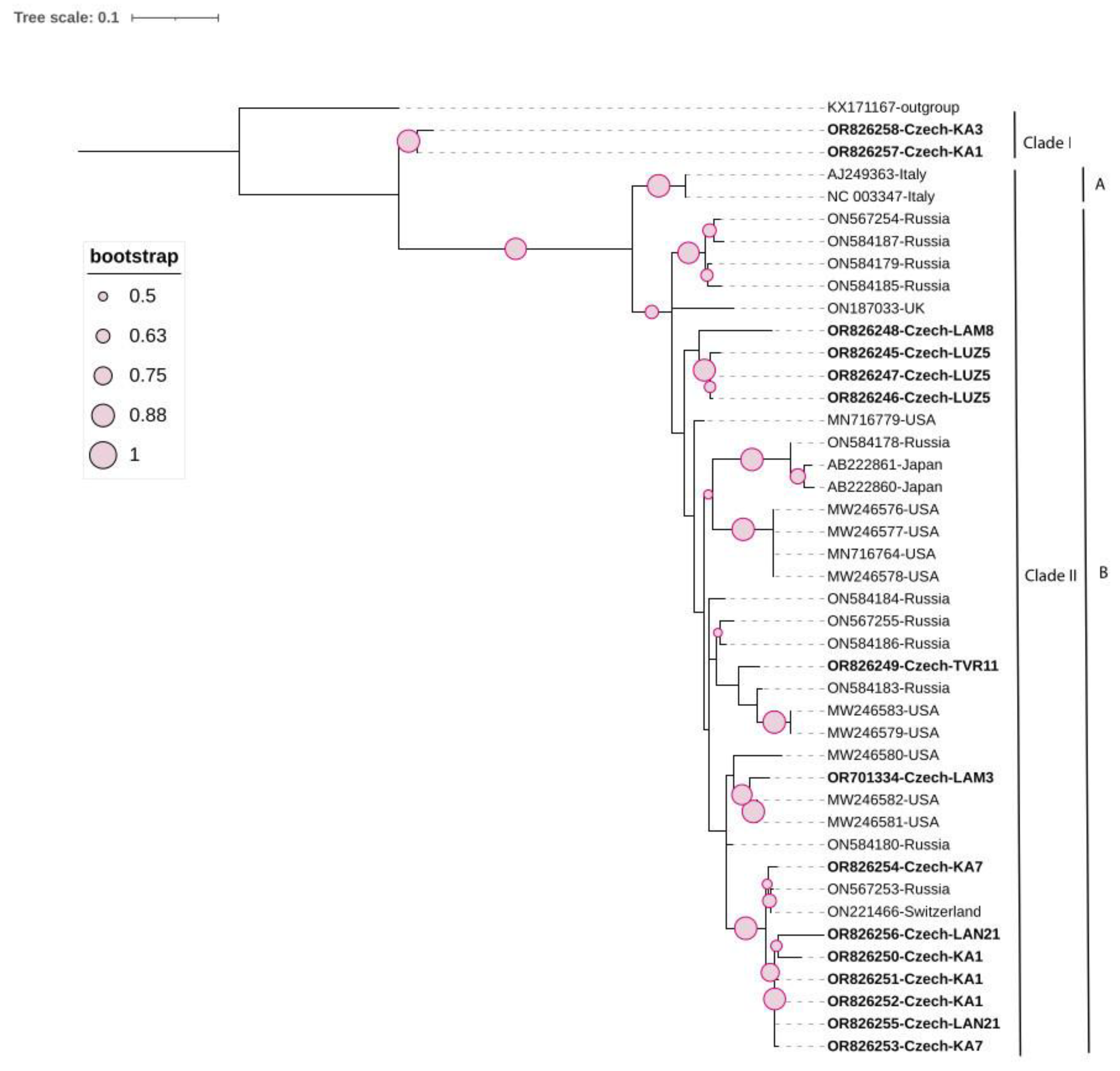 Viruses 16 00343 g001