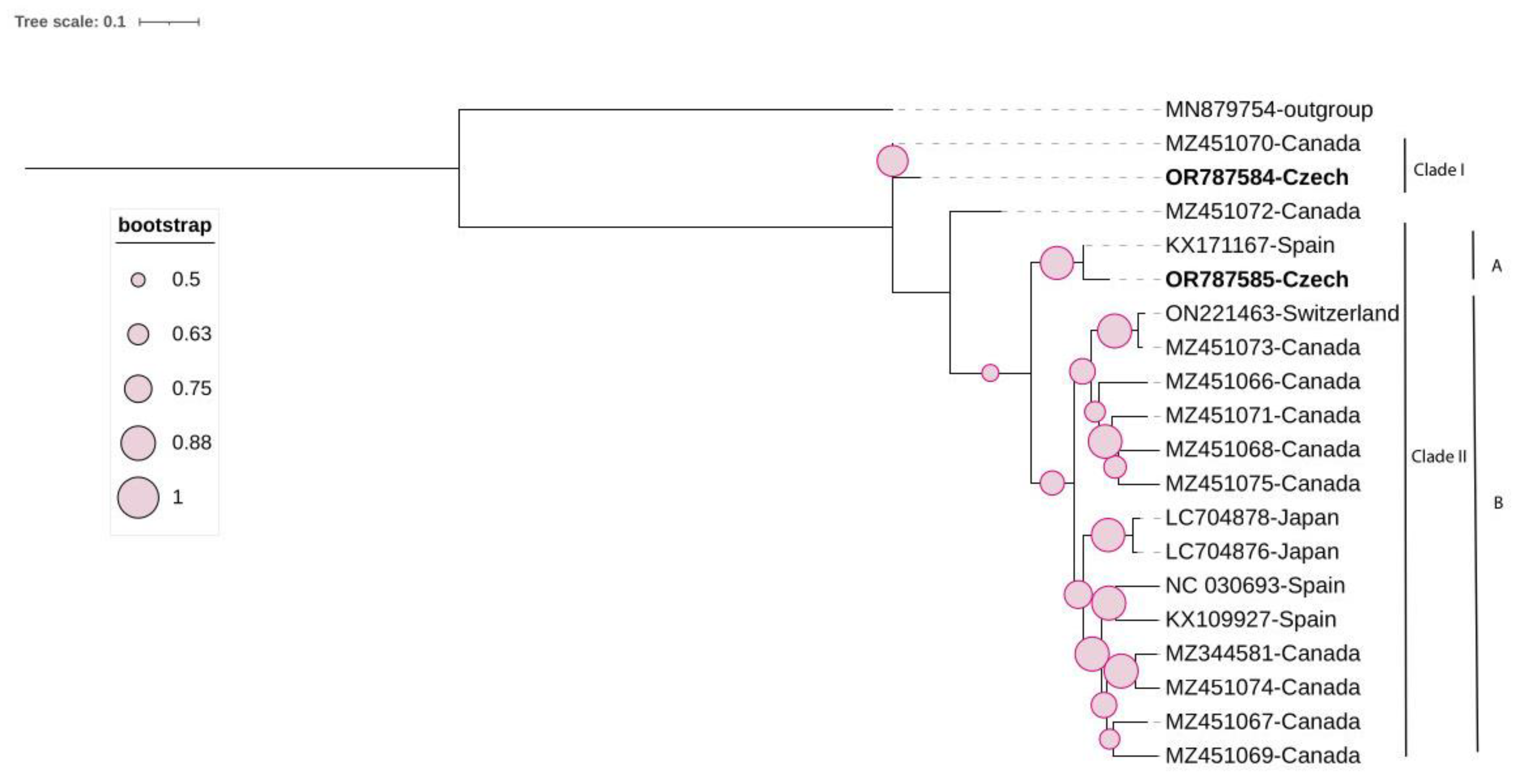 Viruses 16 00343 g003