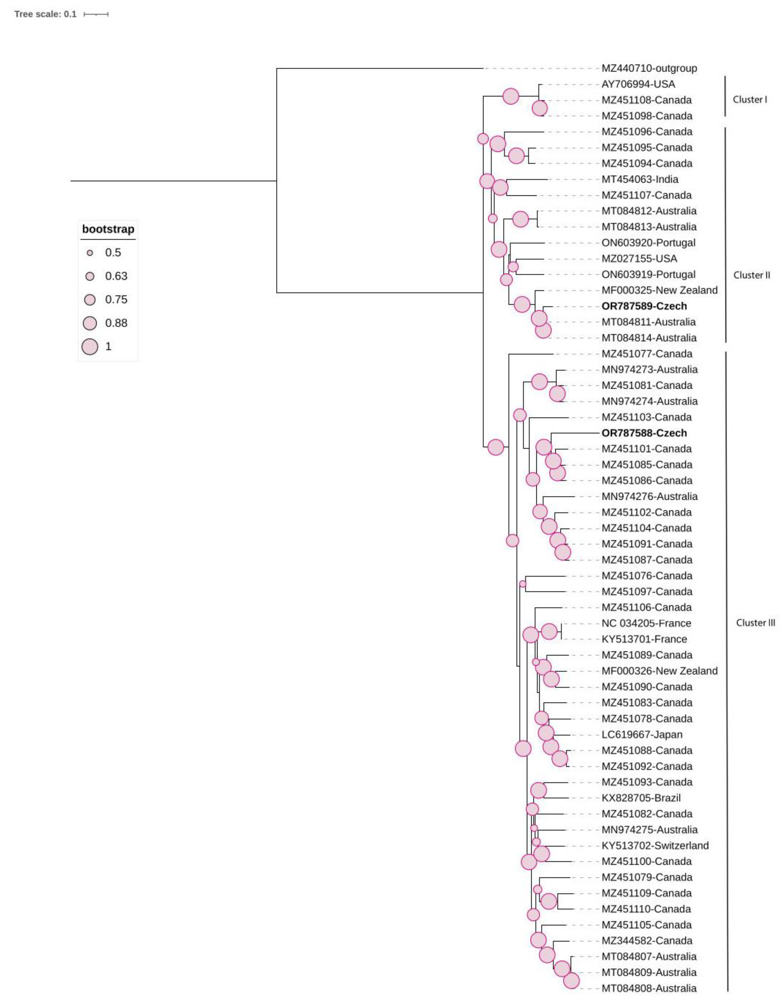 Viruses 16 00343 g004