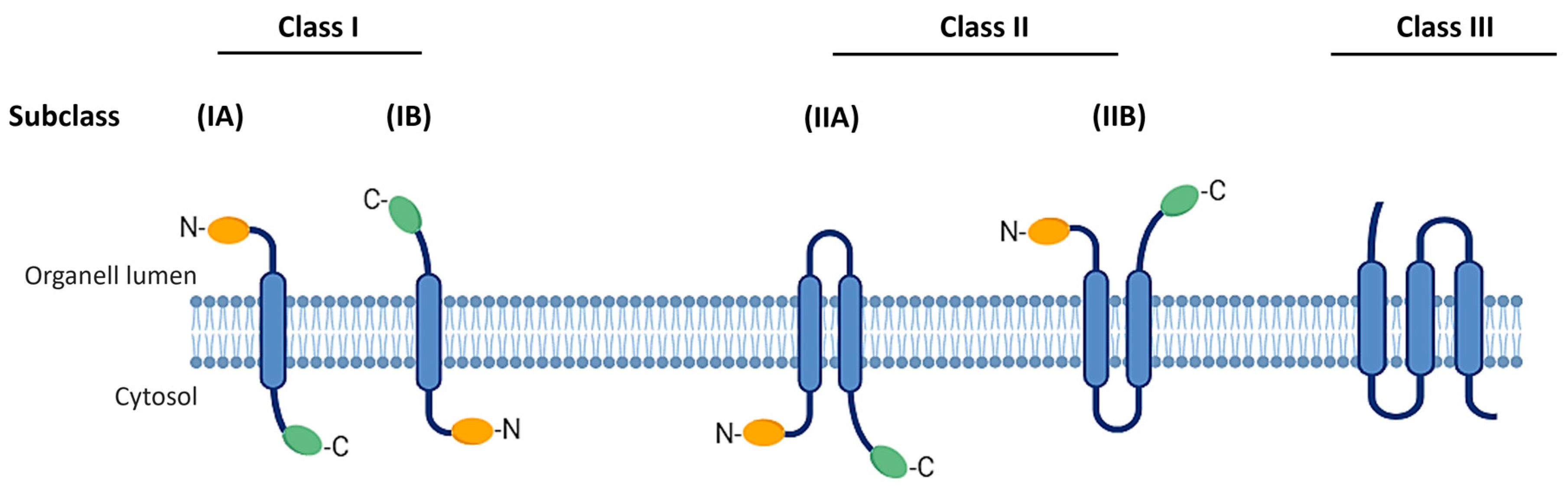 Viruses 16 00345 g001 Viruses 16 00345 g001