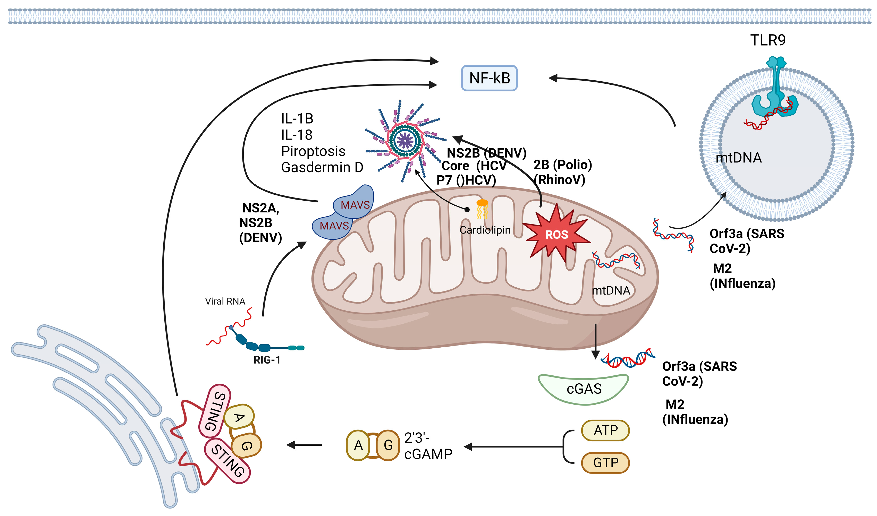 Viruses 16 00345 g003 Viruses 16 00345 g003