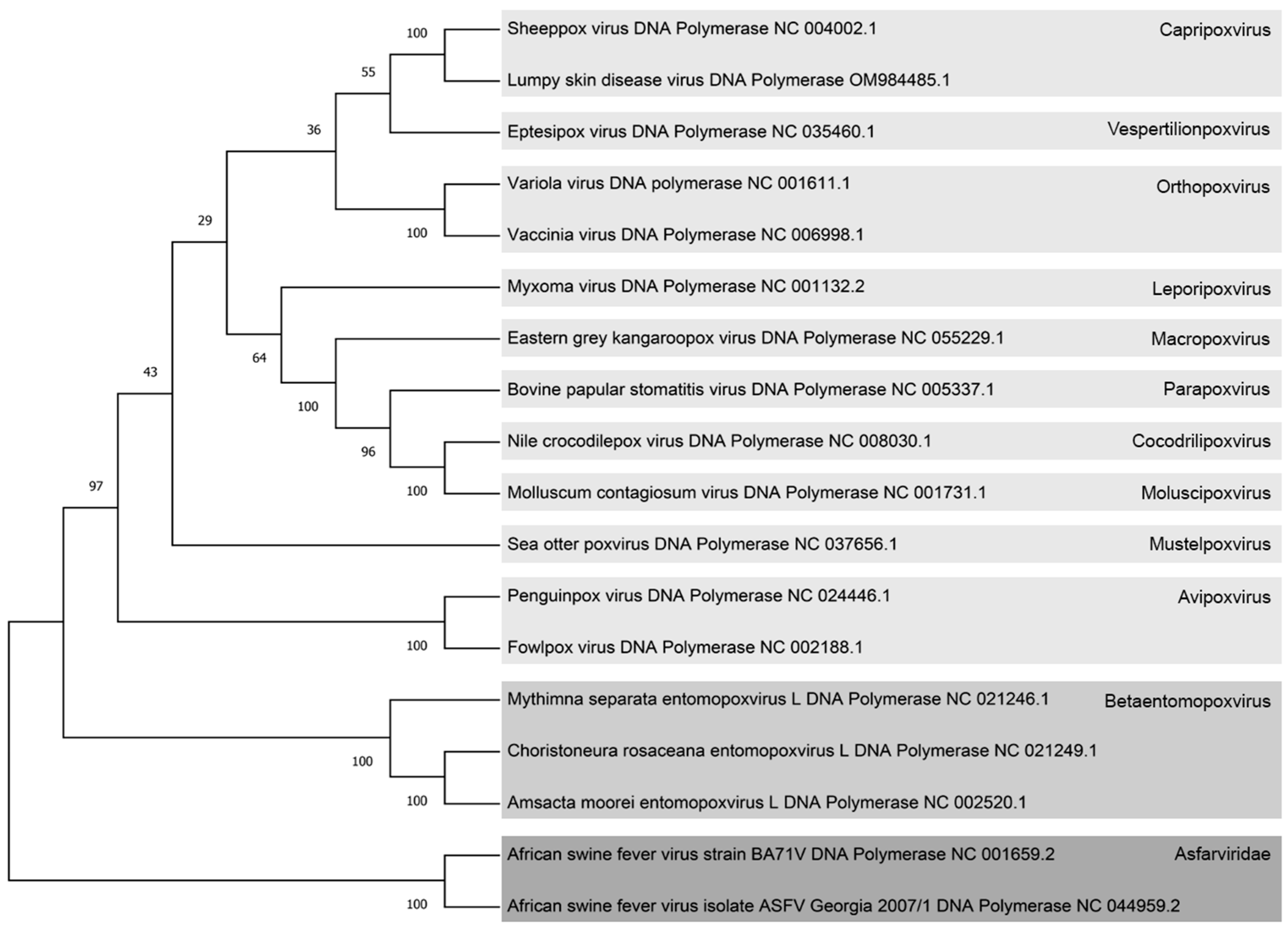 Viruses 16 00349 g001