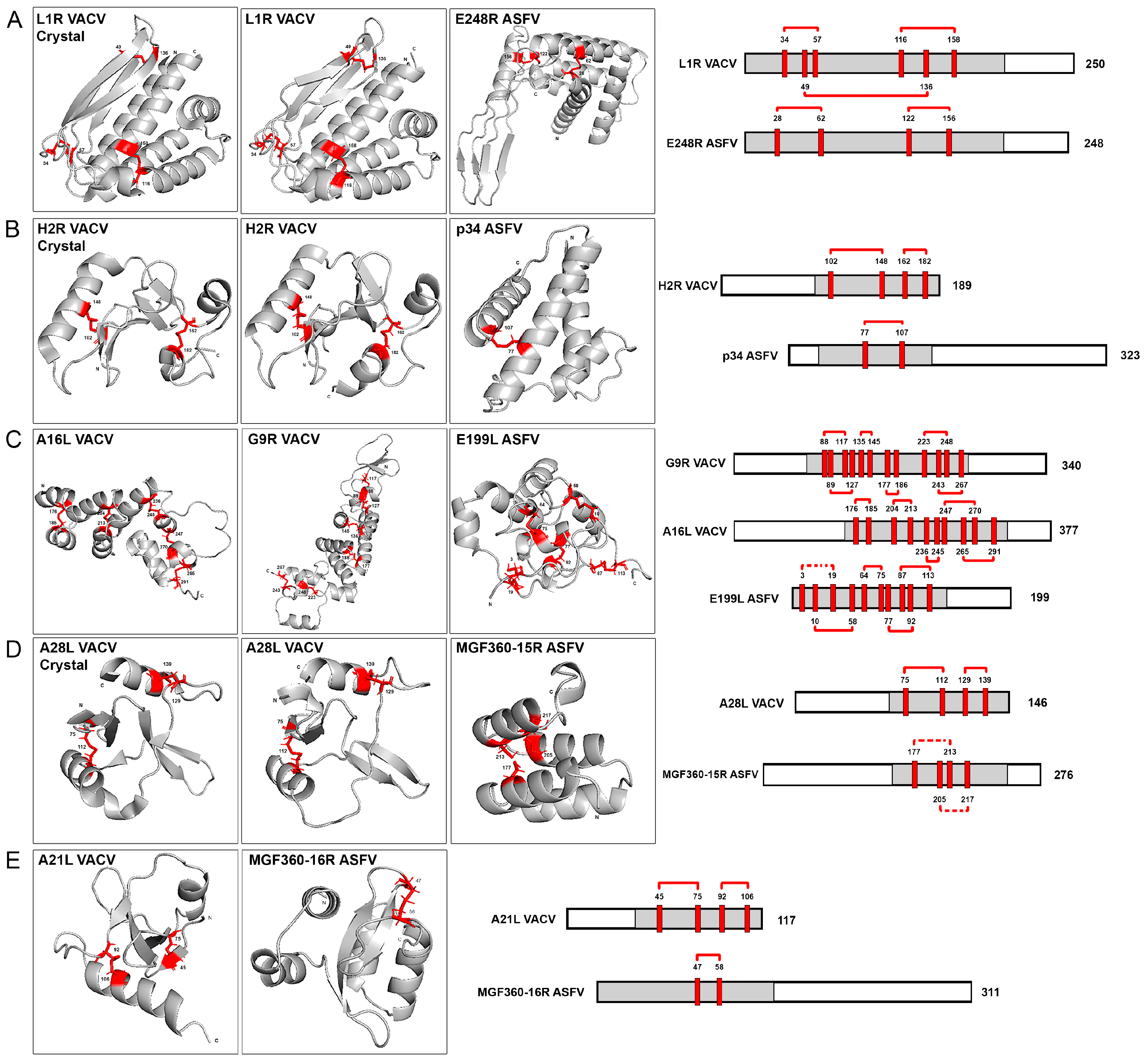 Viruses 16 00349 g003