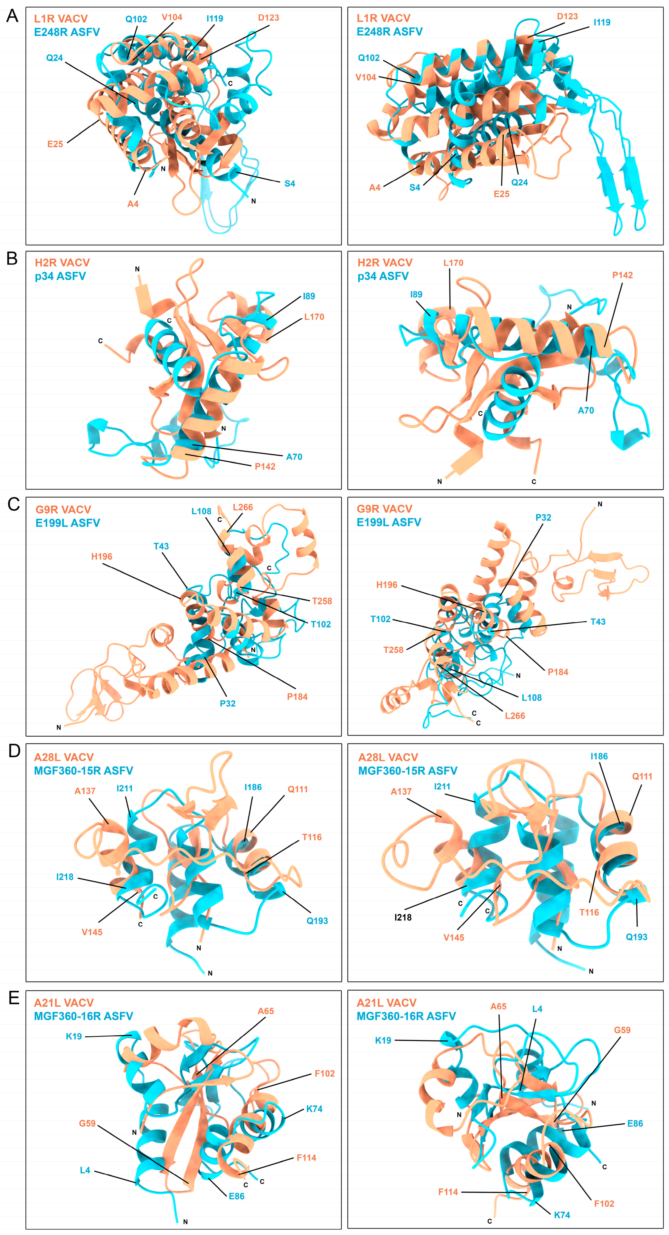 Viruses 16 00349 g004