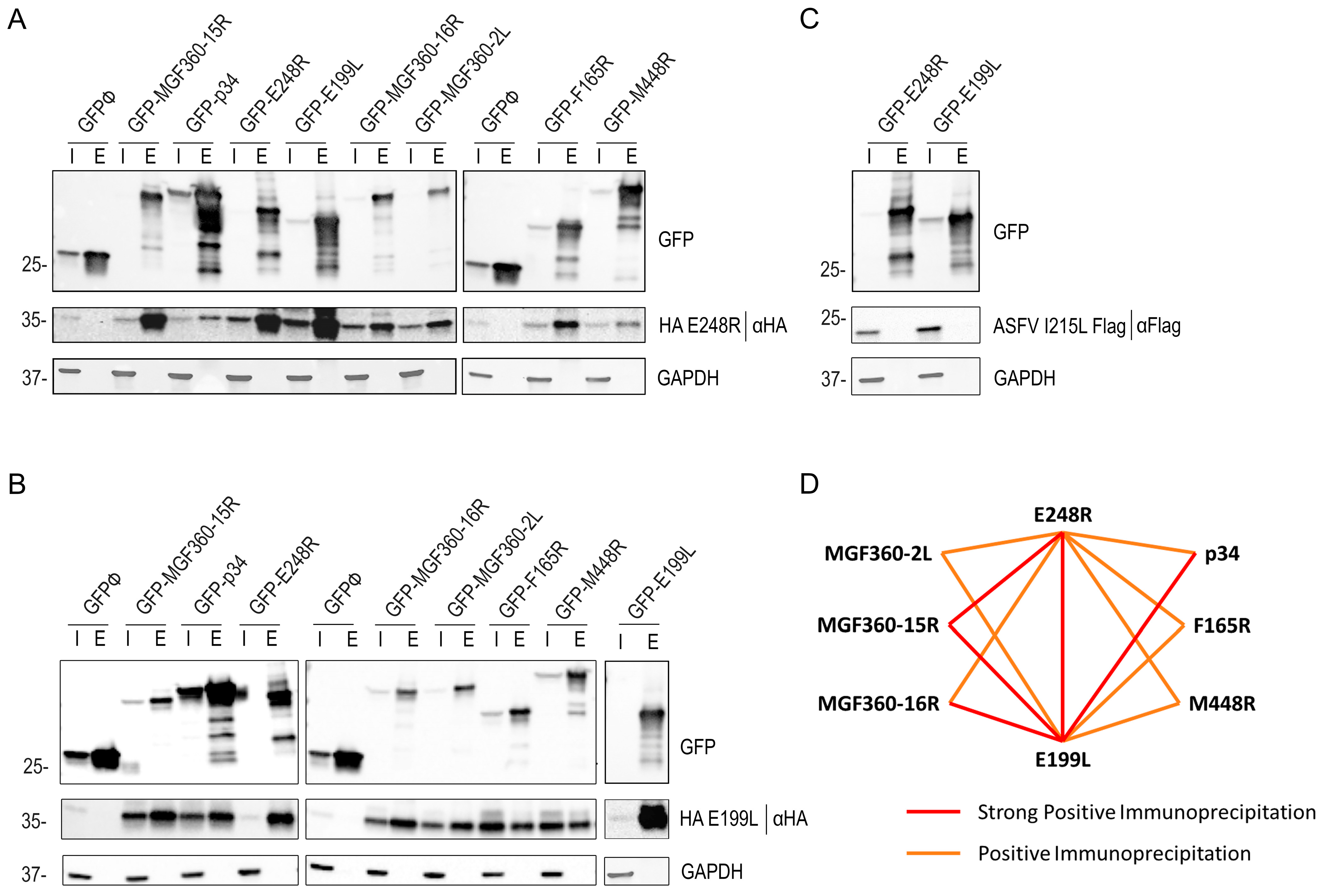 Viruses 16 00349 g006