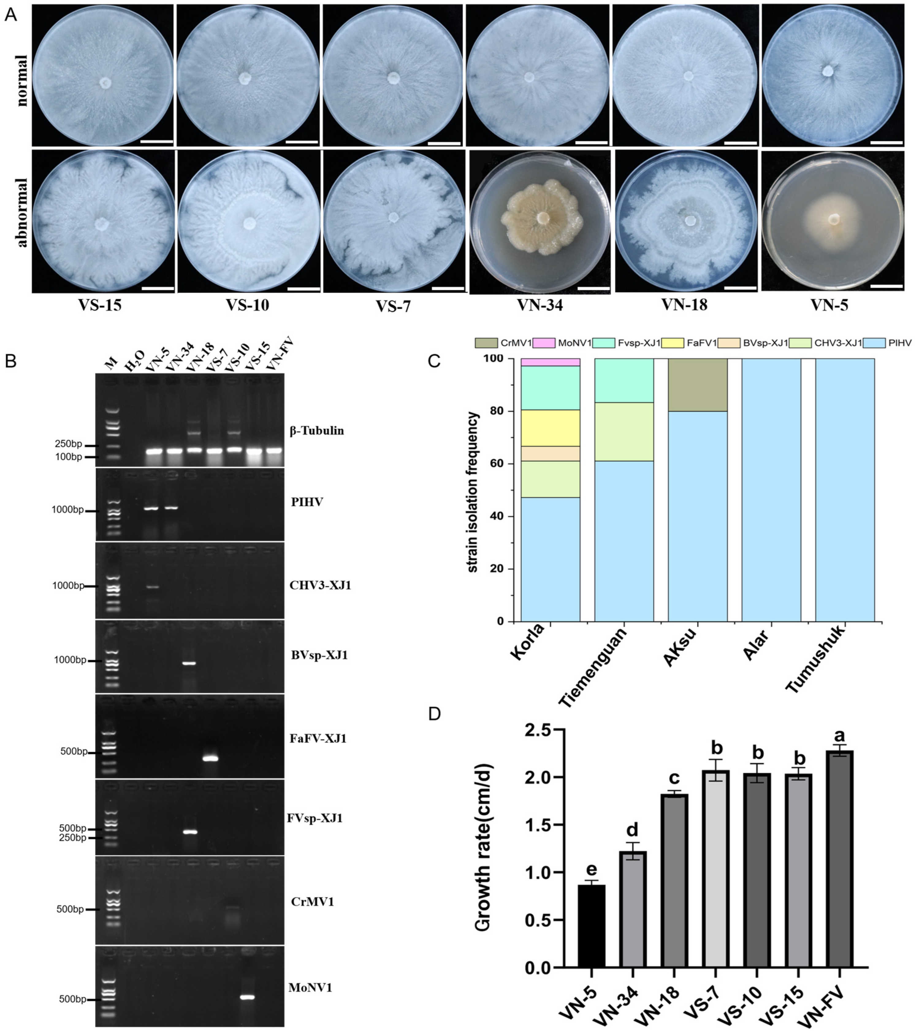 Viruses 16 00355 g002