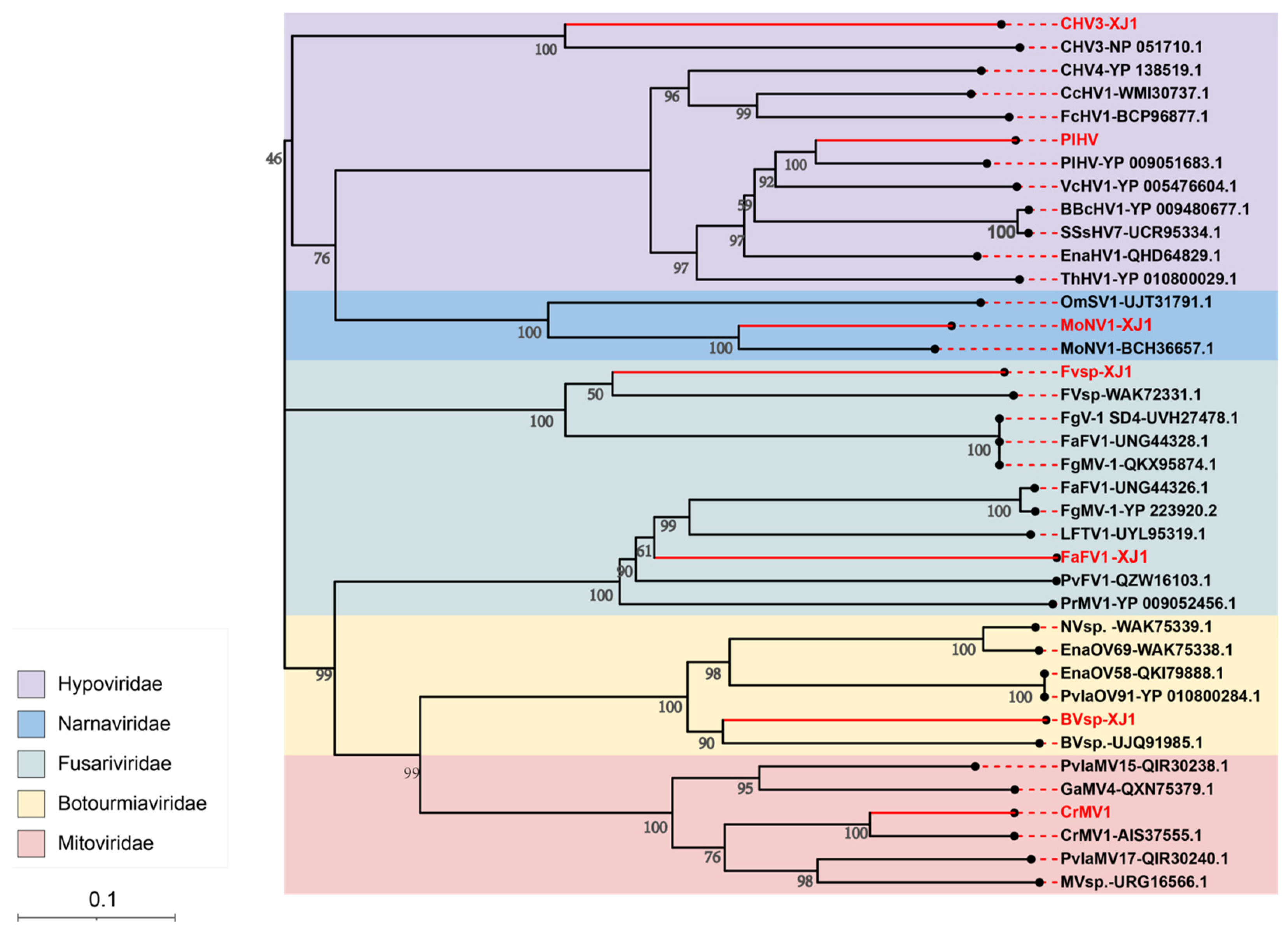 Viruses 16 00355 g003
