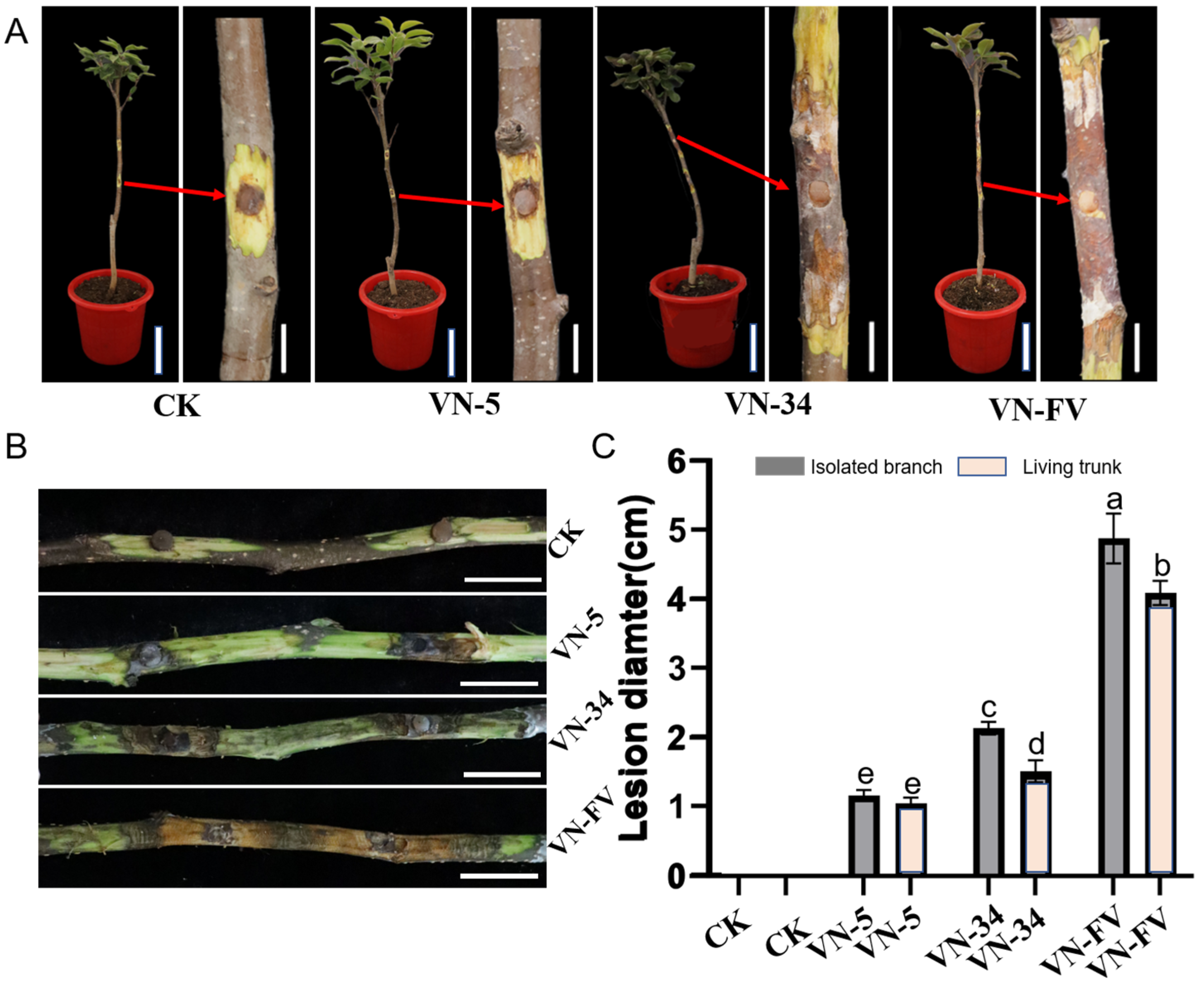 Viruses 16 00355 g004