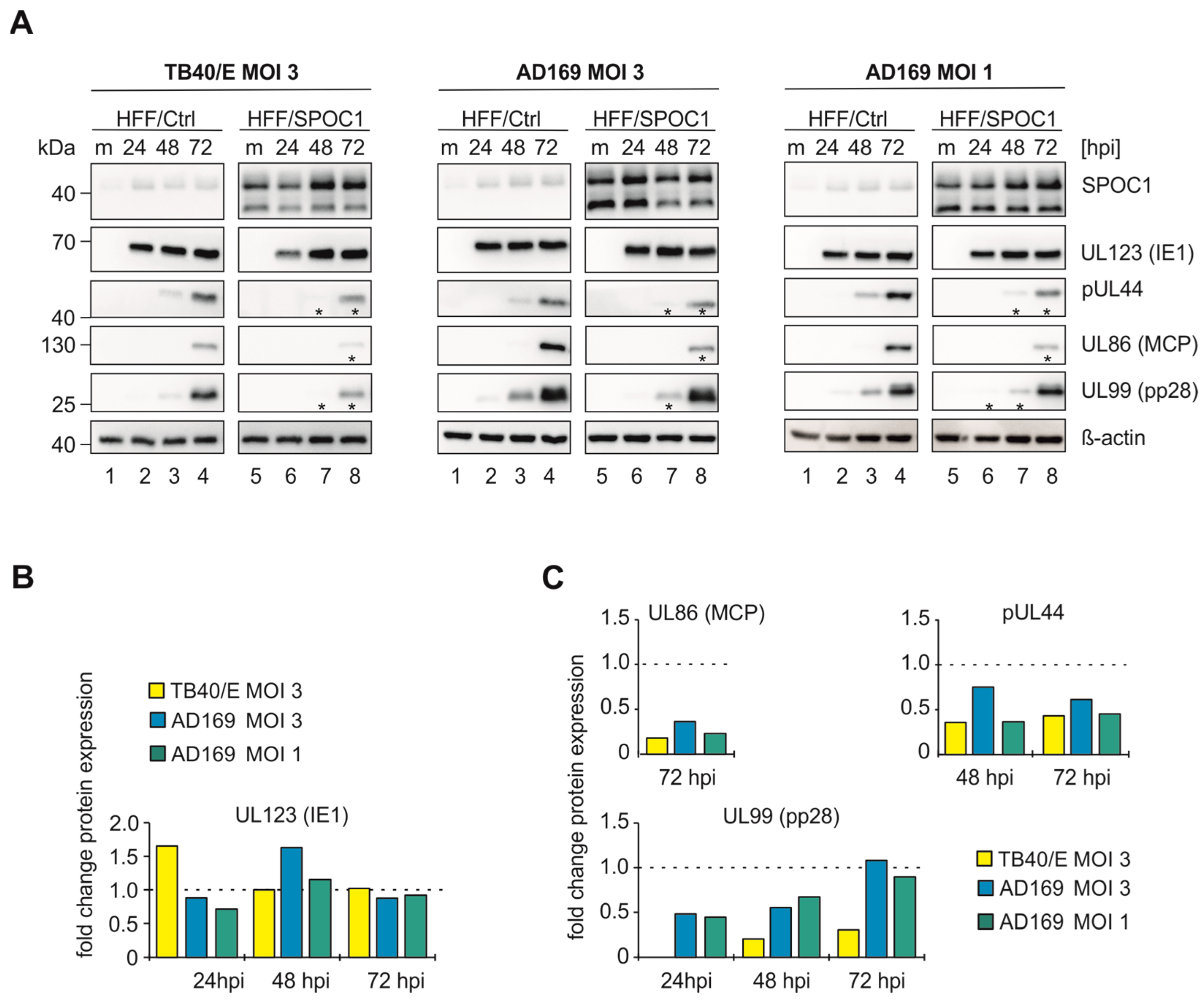 Viruses 16 00363 g003