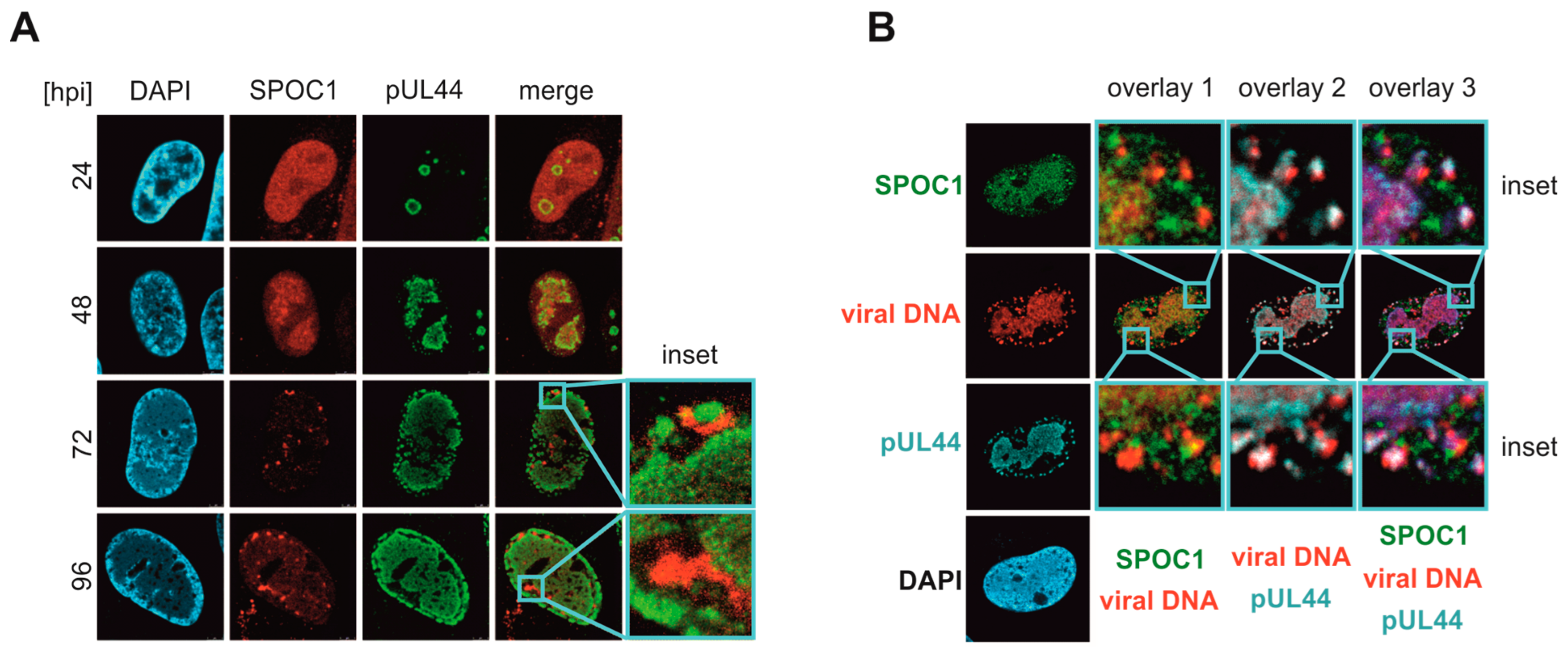 Viruses 16 00363 g005
