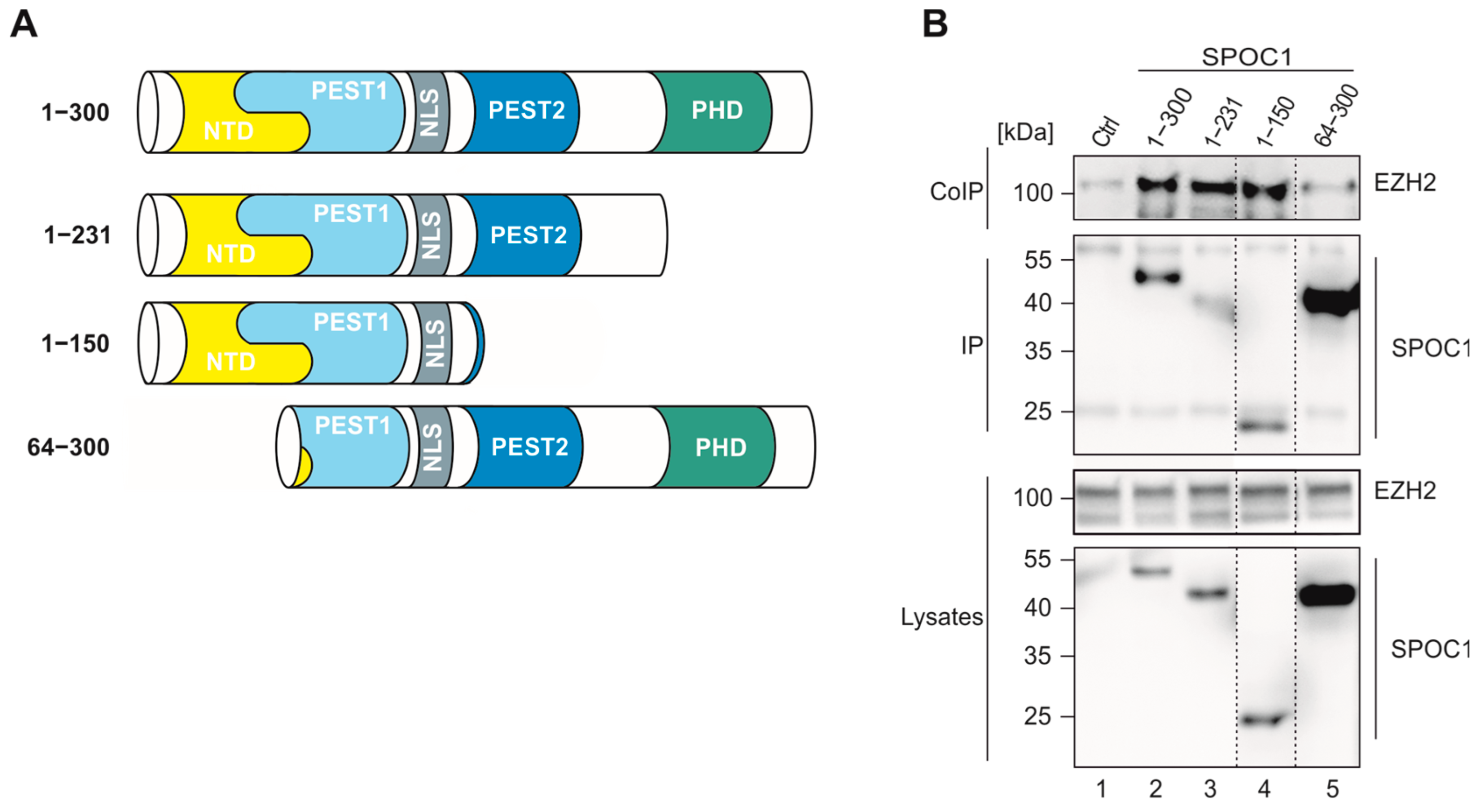 Viruses 16 00363 g007