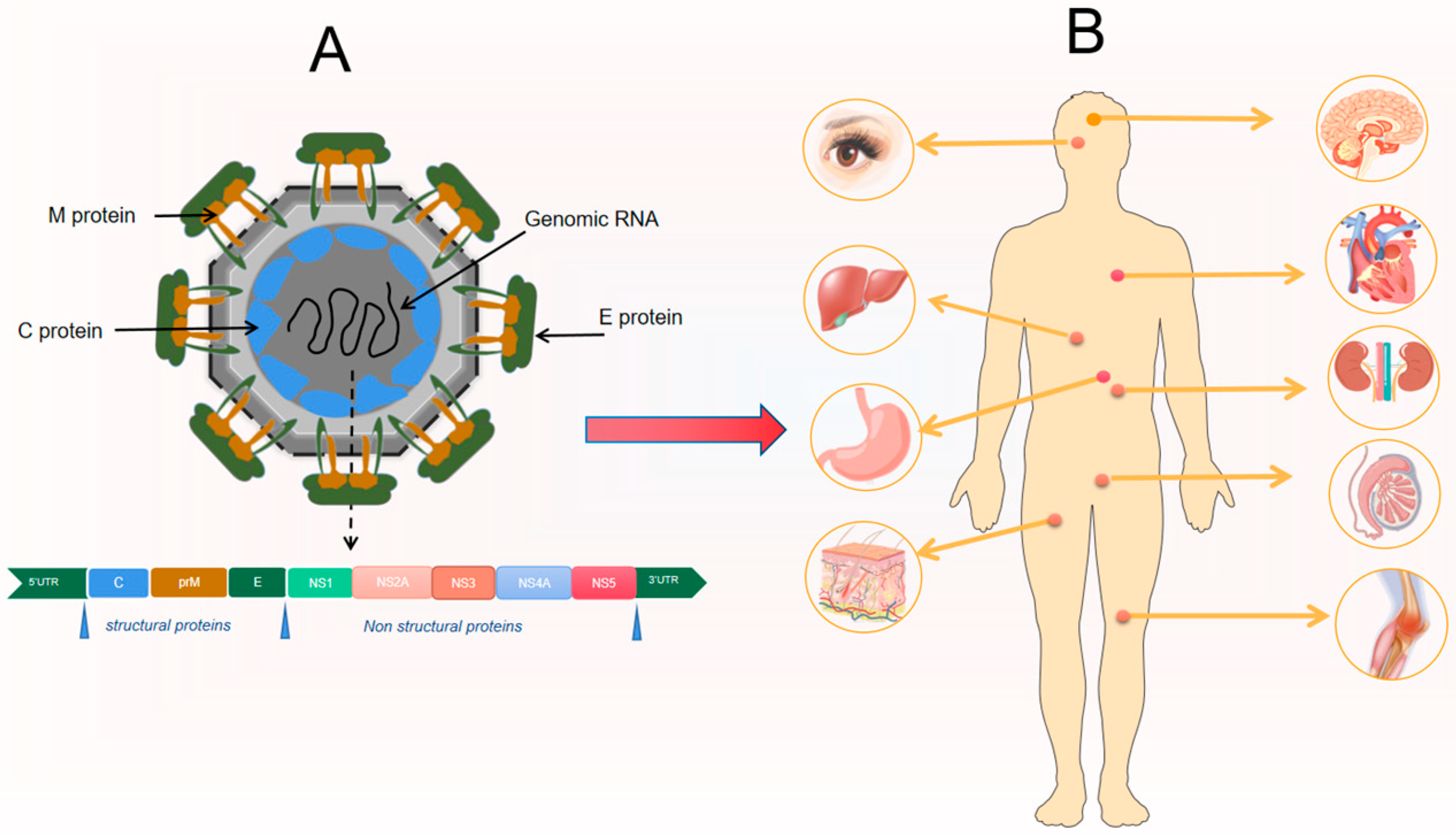 A Review on The Pathogenesis of Cardiovascular Disease of