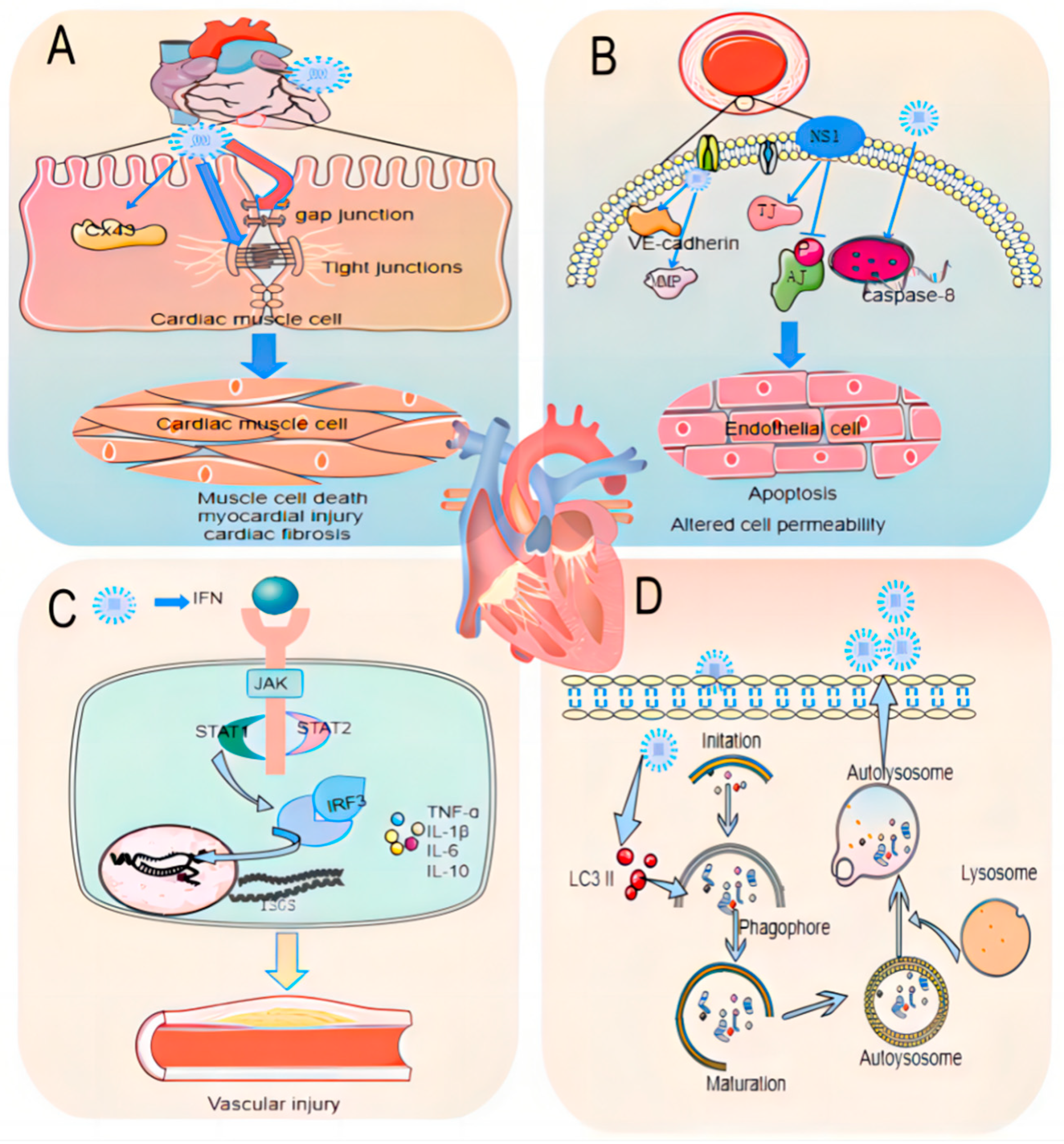 Viruses 16 00365 g005 Viruses 16 00365 g005