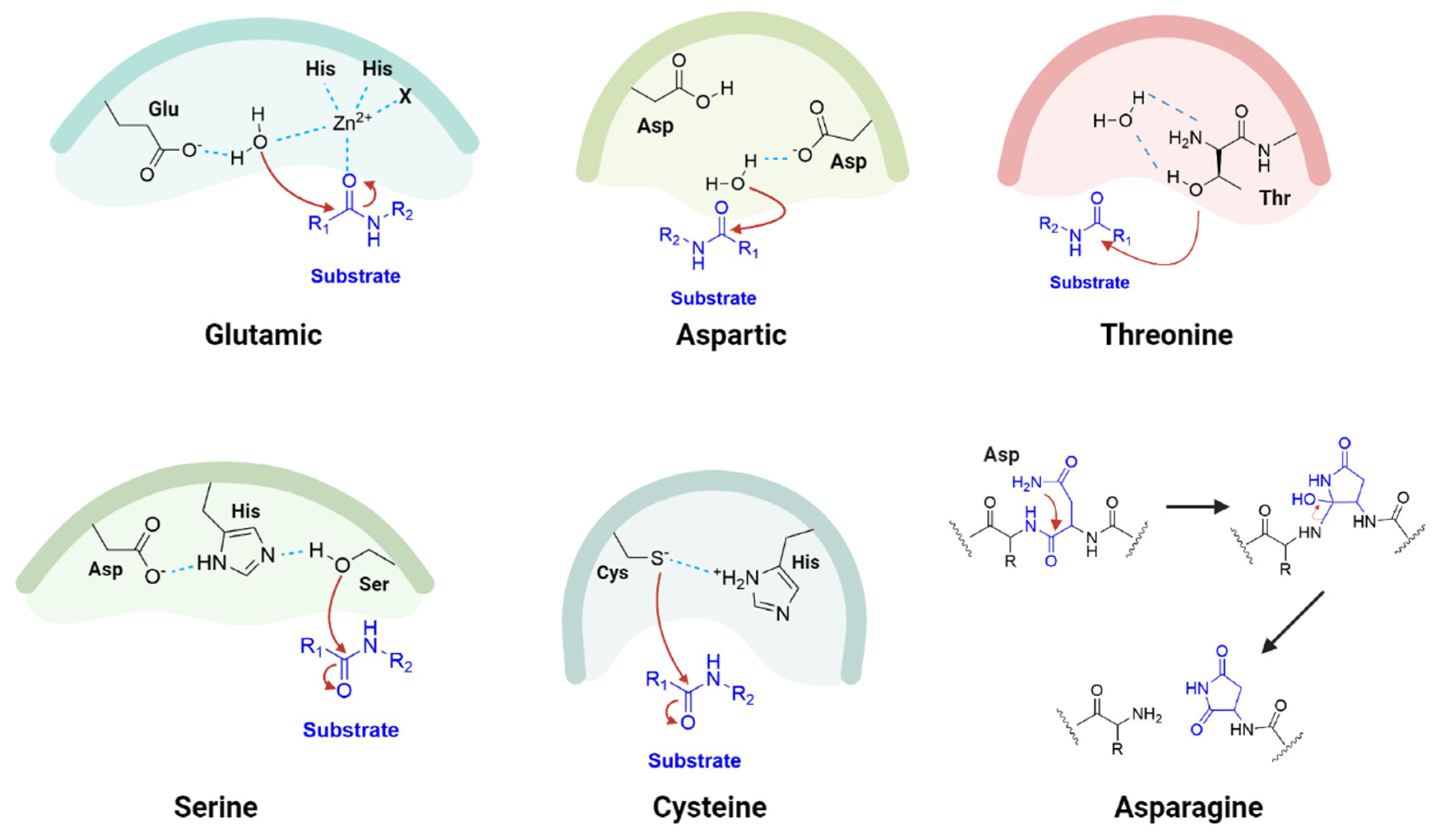 Viruses 16 00366 g004 Viruses 16 00366 g004