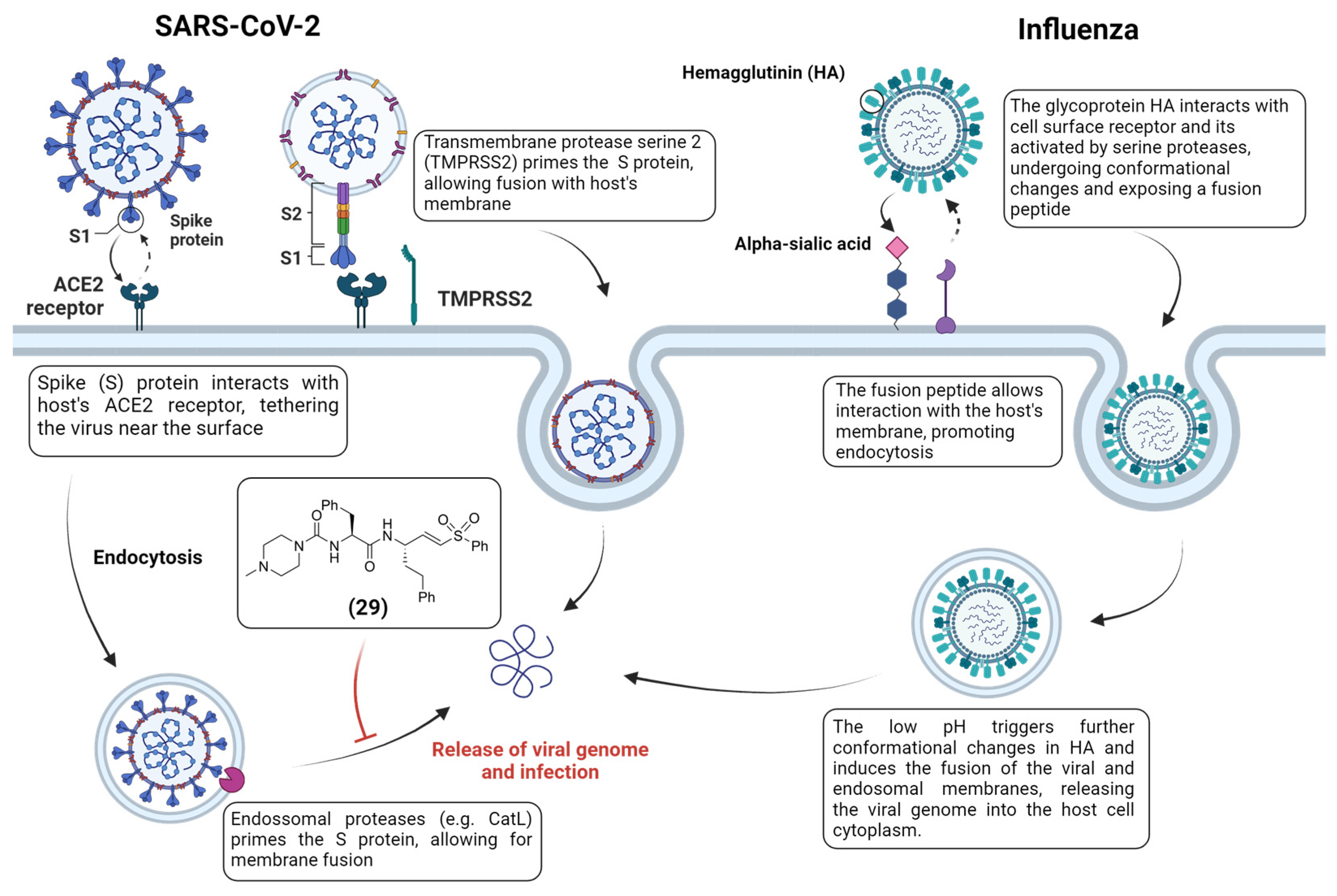 Viruses 16 00366 g013 Viruses 16 00366 g013