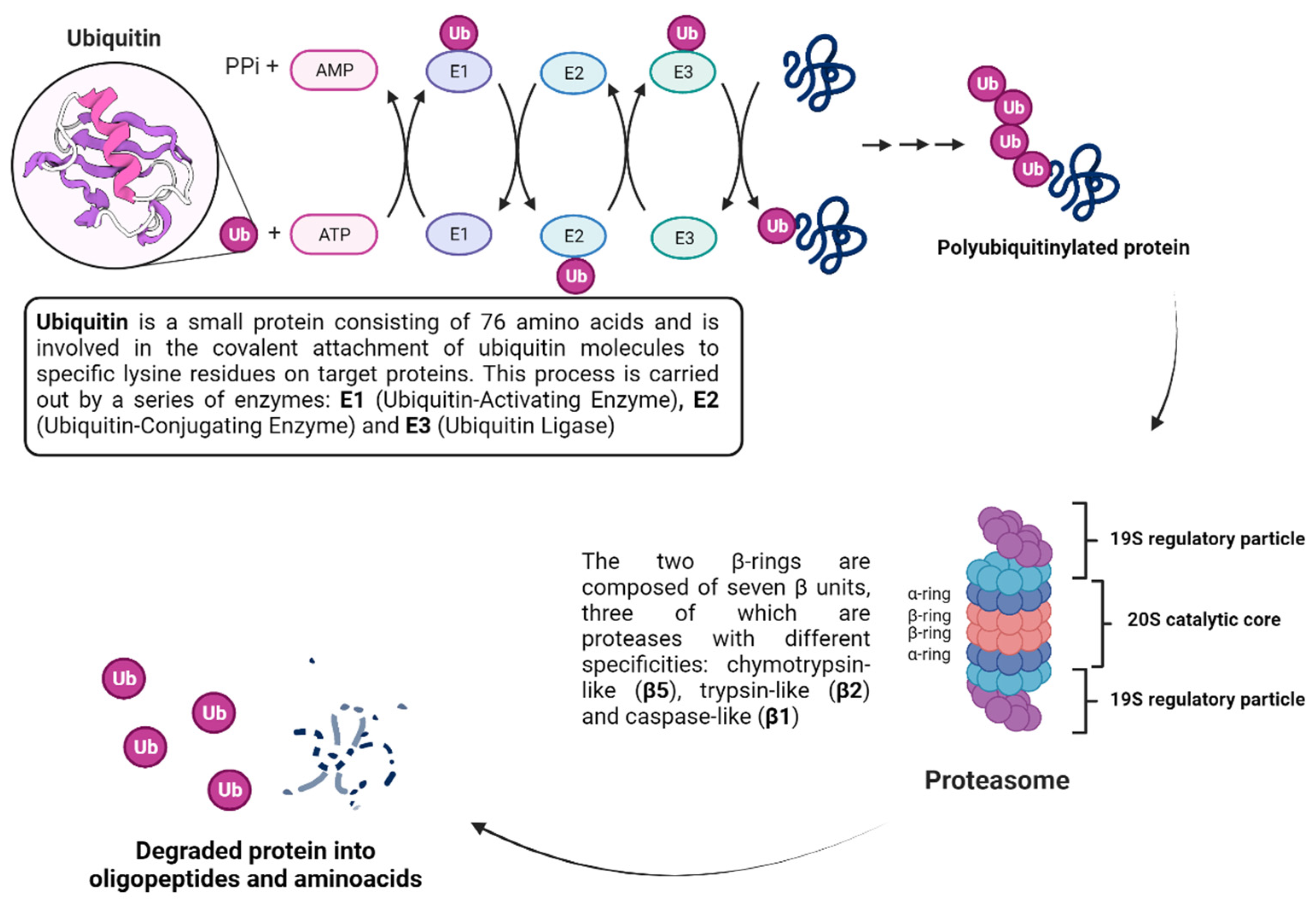 Viruses 16 00366 g014 Viruses 16 00366 g014