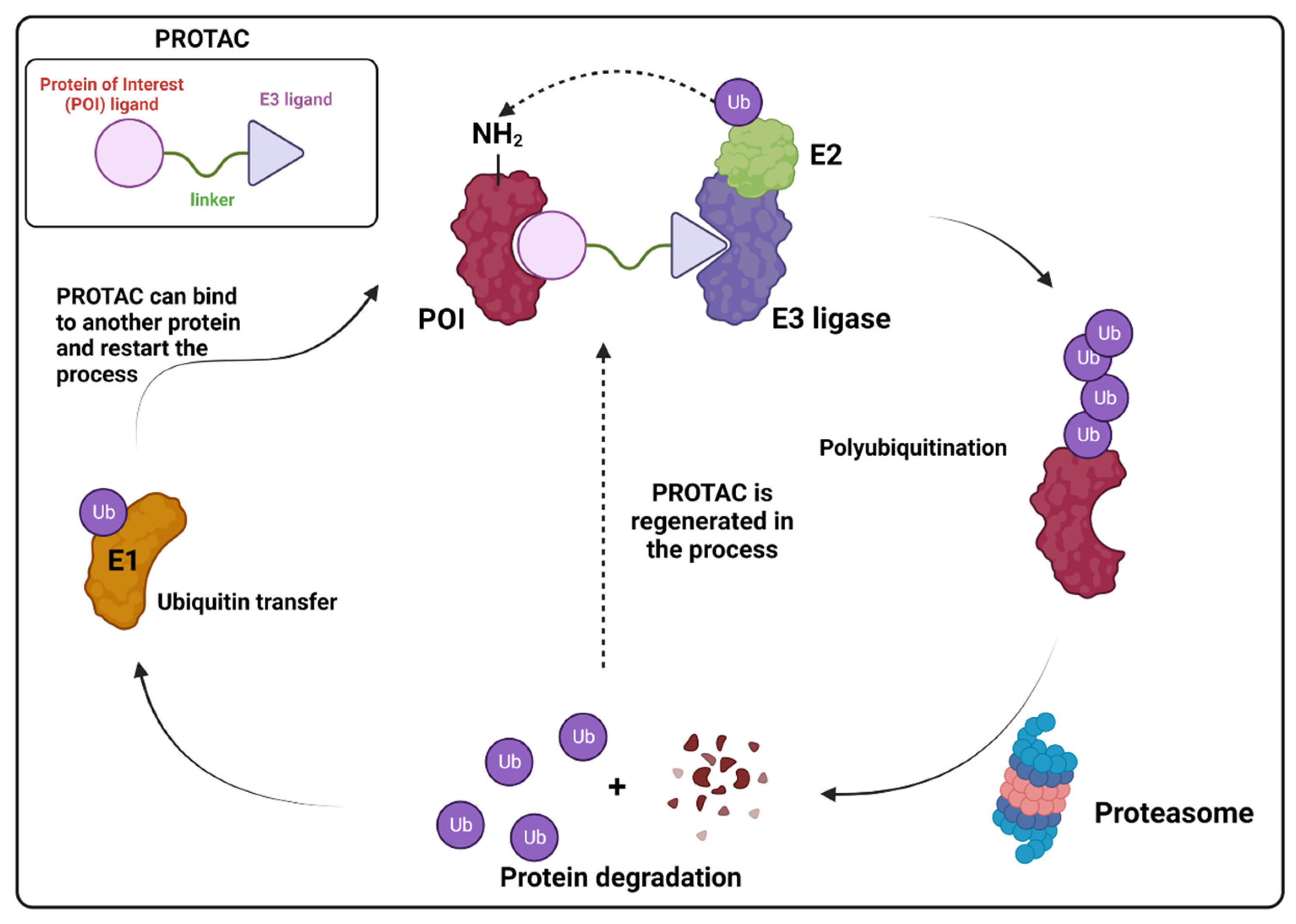 Viruses 16 00366 g016 Viruses 16 00366 g016
