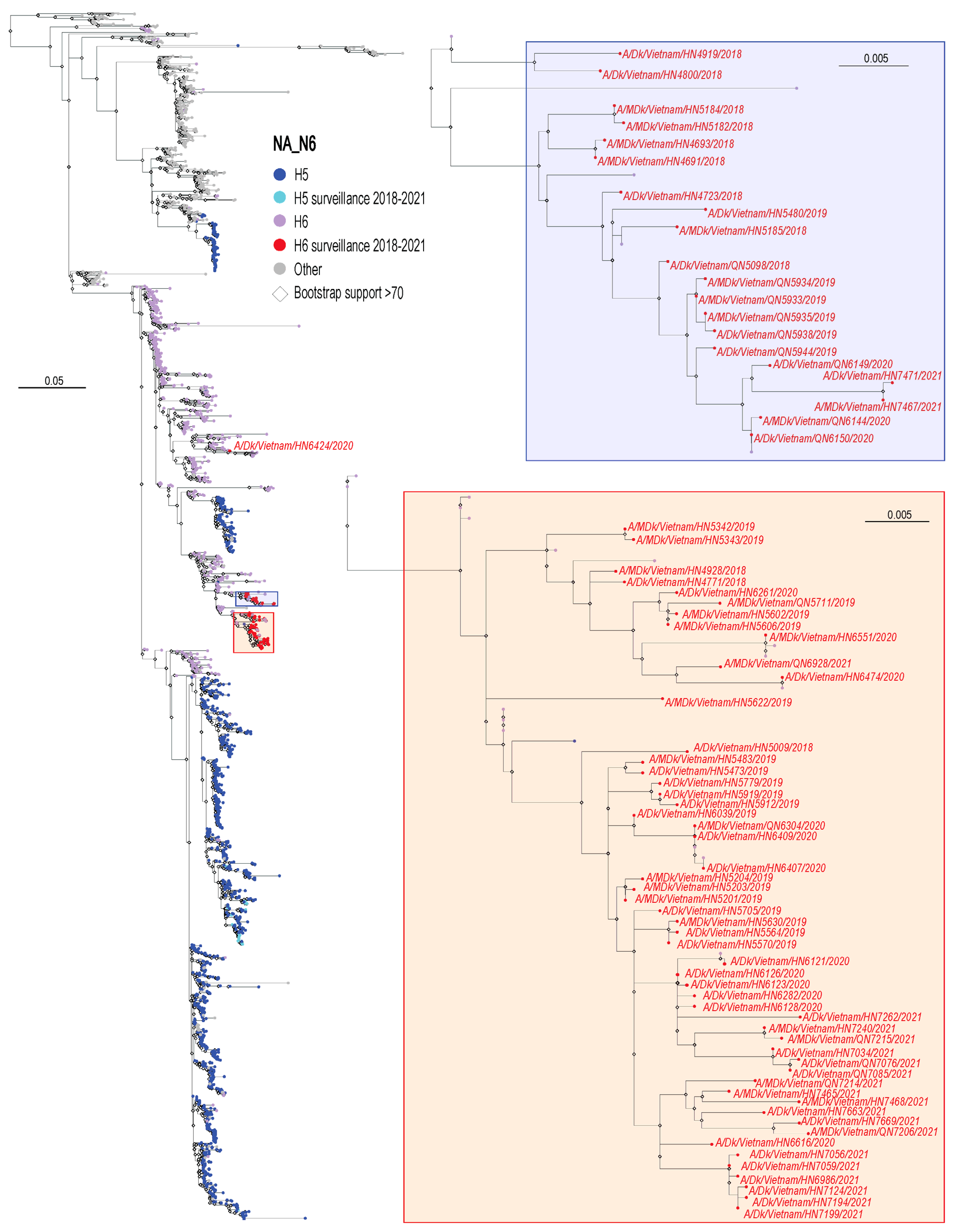 Viruses 16 00367 g002