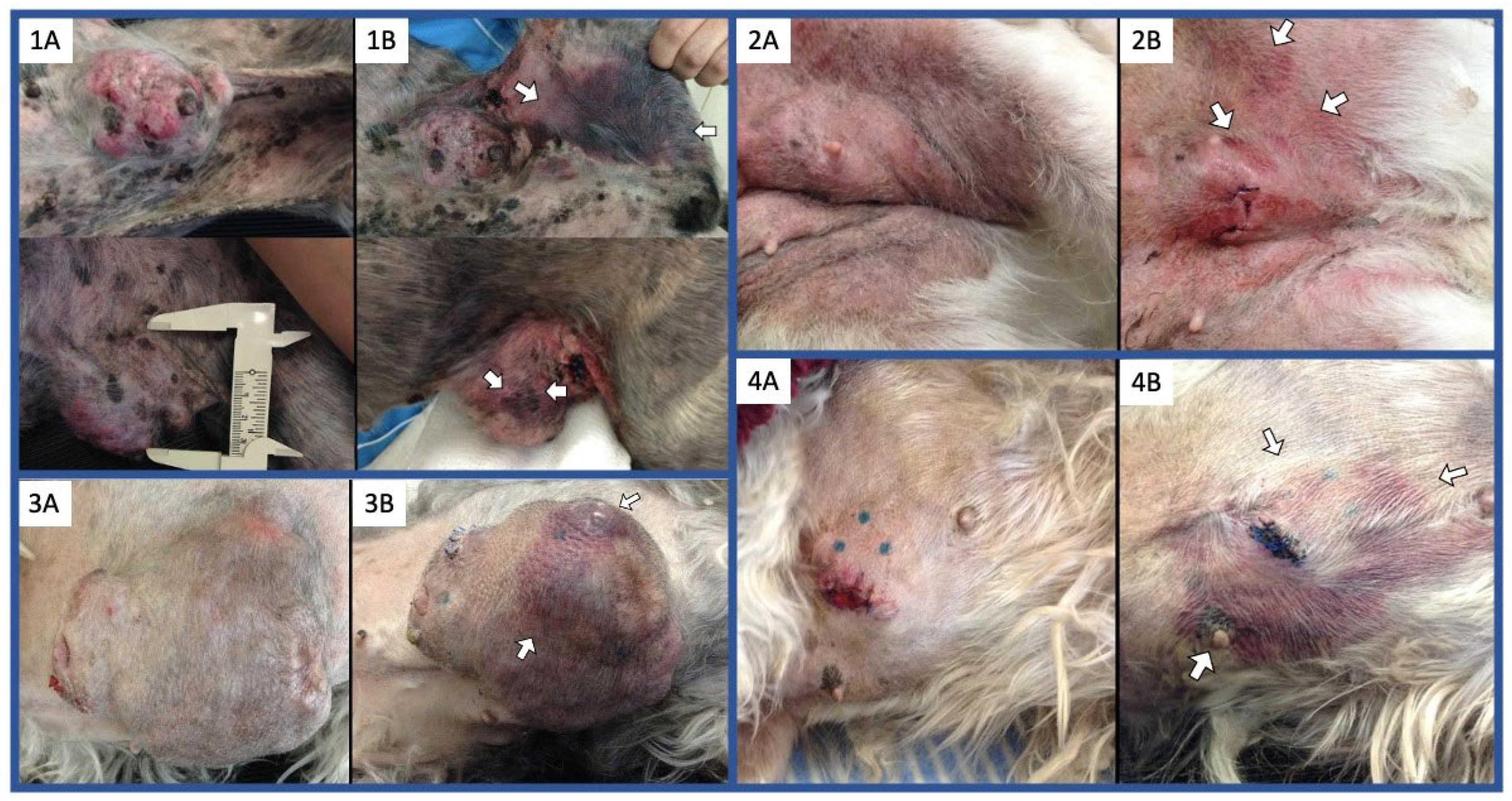 Viruses 16 00372 g008