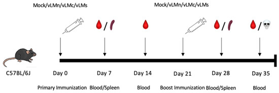 A mRNA Vaccine for Crimean–Congo Hemorrhagic Fever Virus