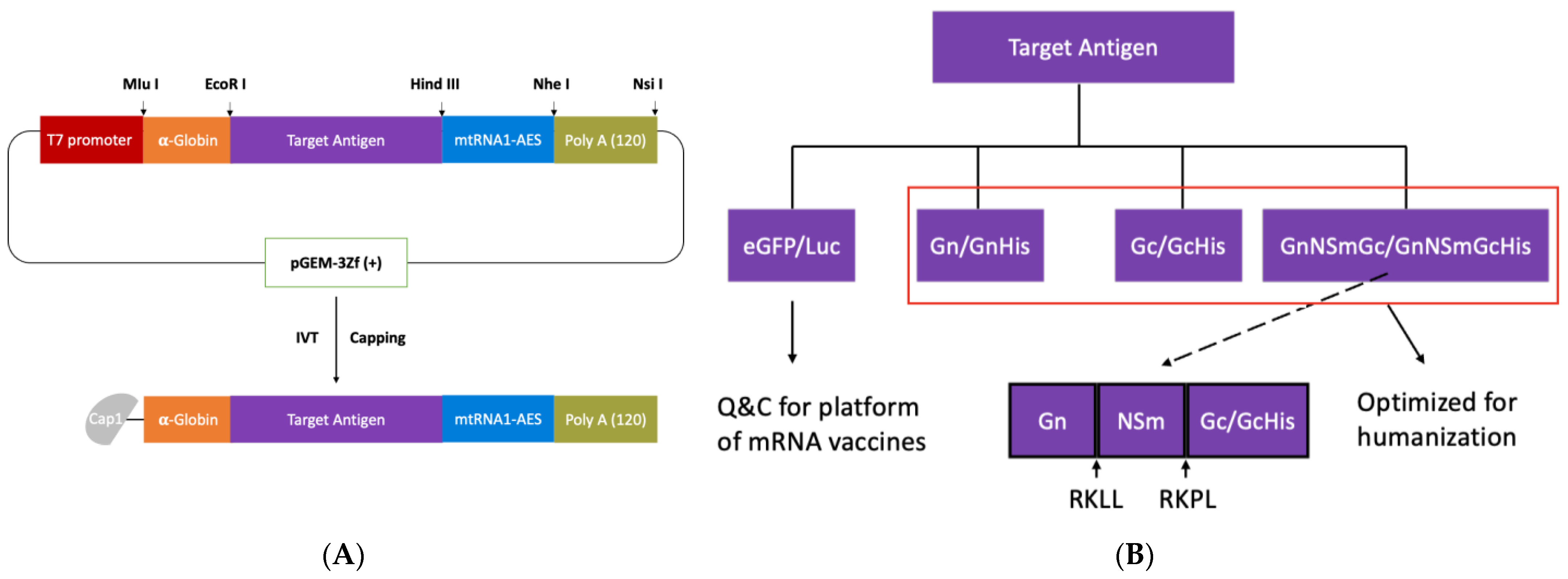 Viruses 16 00378 g002