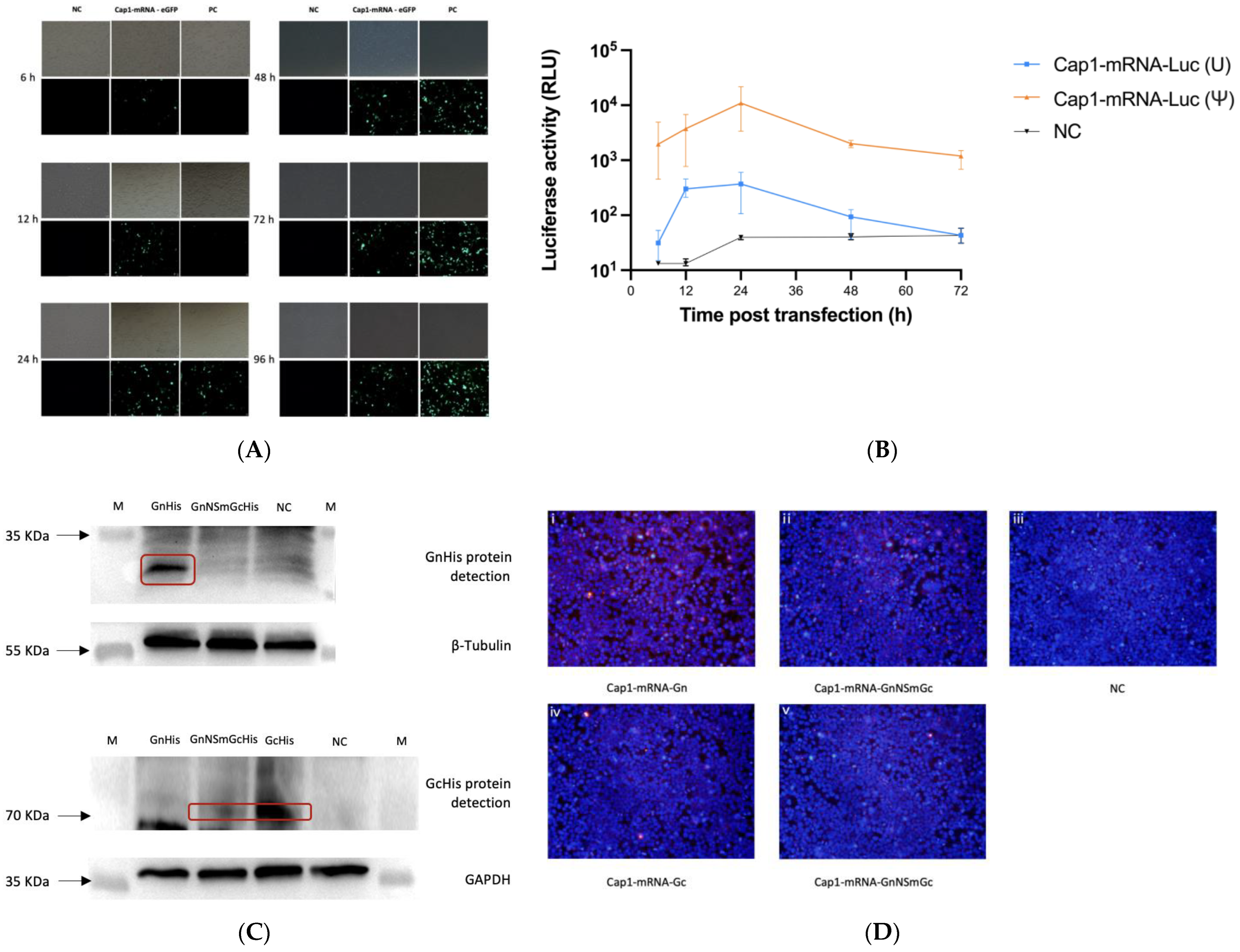 Viruses 16 00378 g003