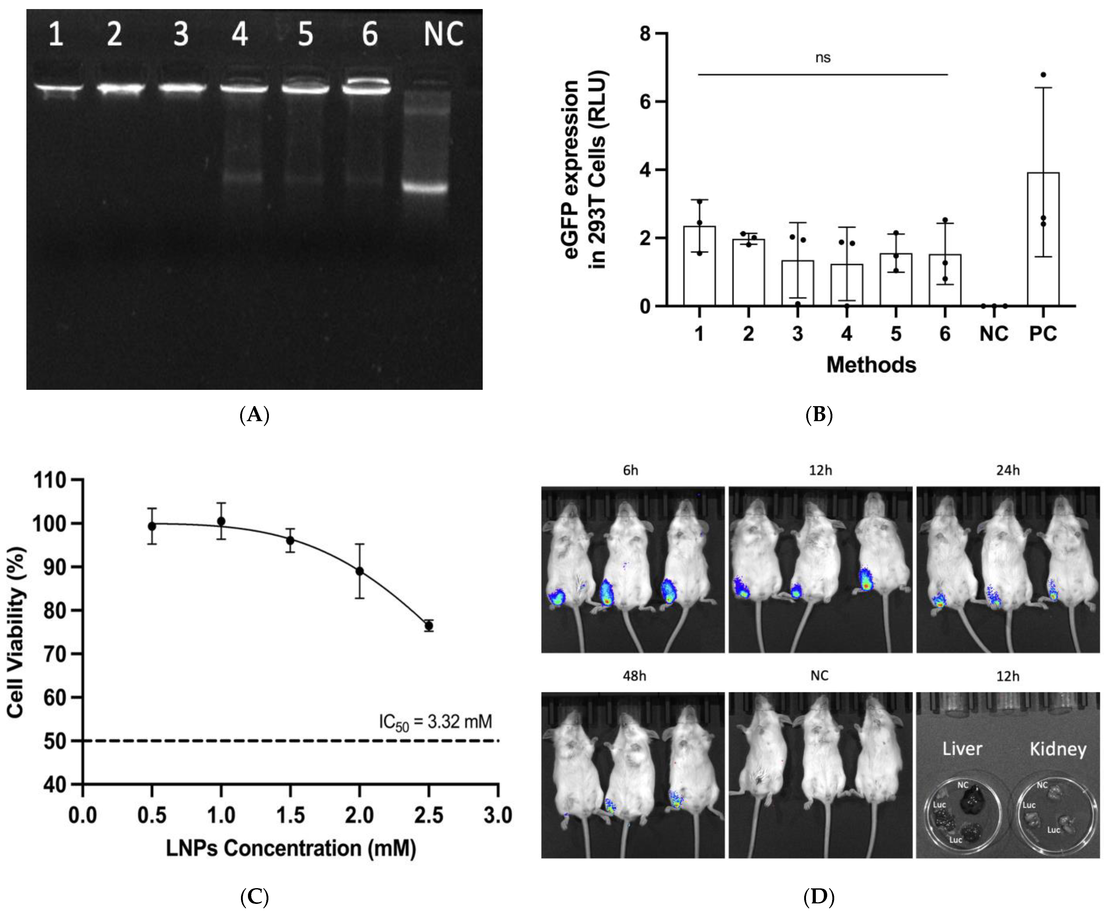 Viruses 16 00378 g005