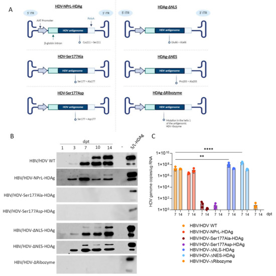 Deciphering the Role of Post-Translational Modifications and
