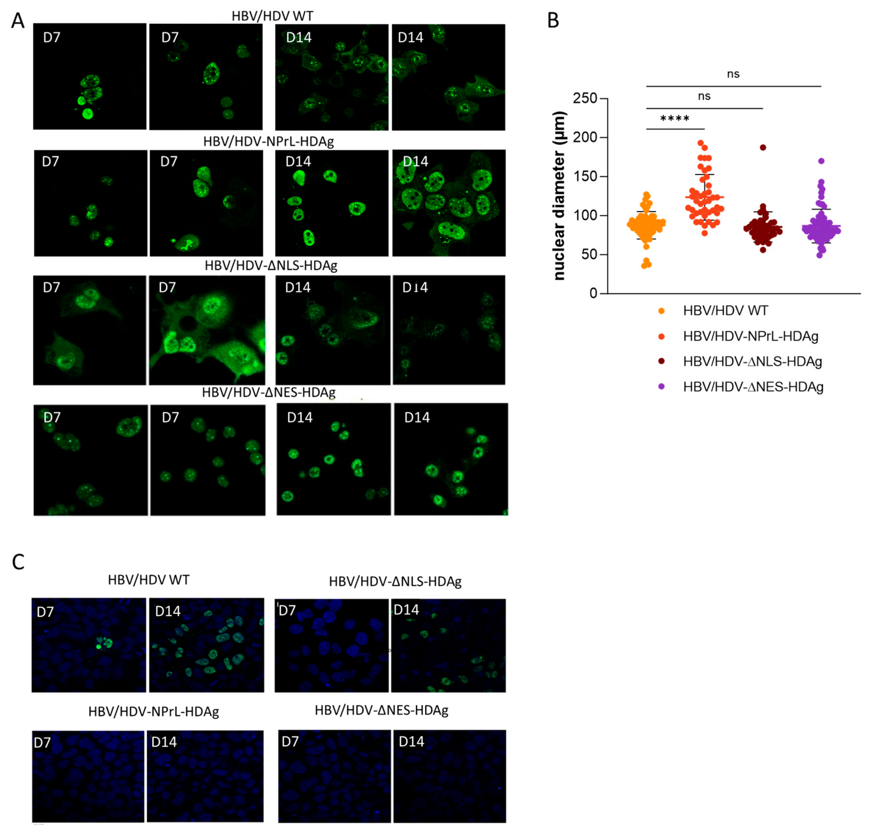 Viruses 16 00379 g002