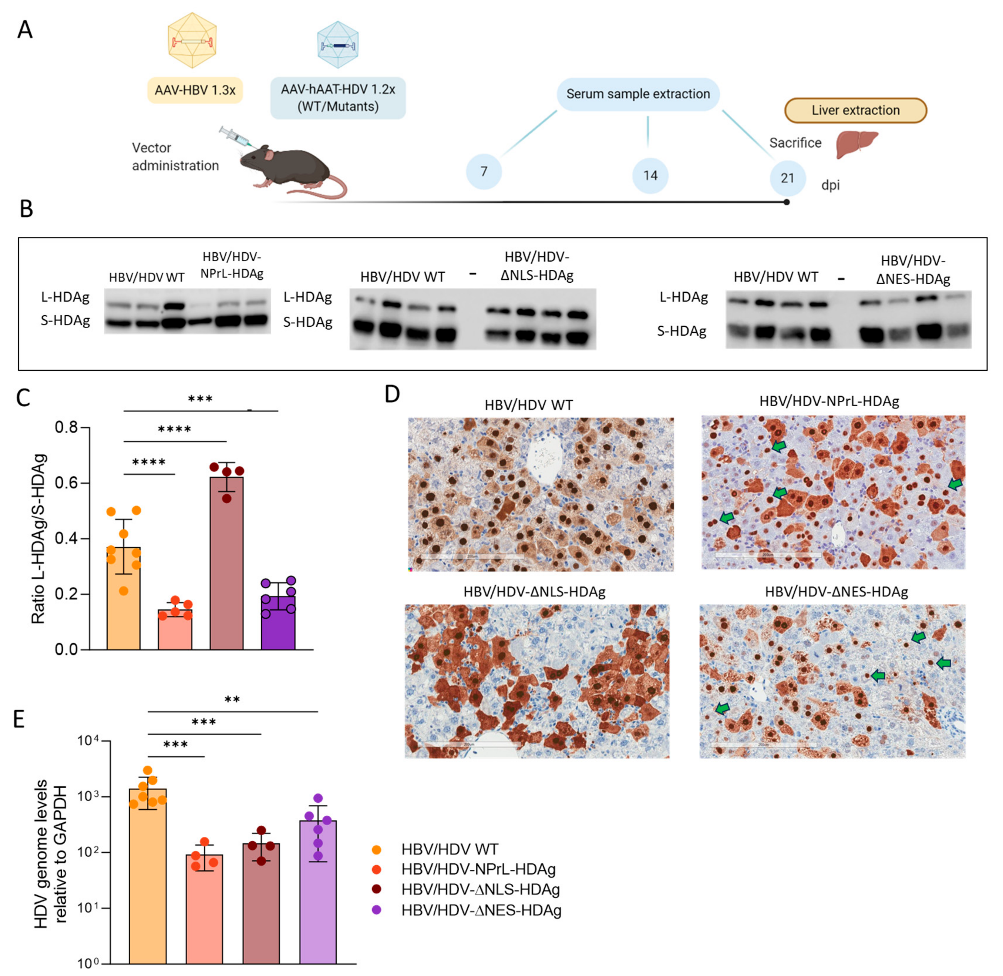 Viruses 16 00379 g003