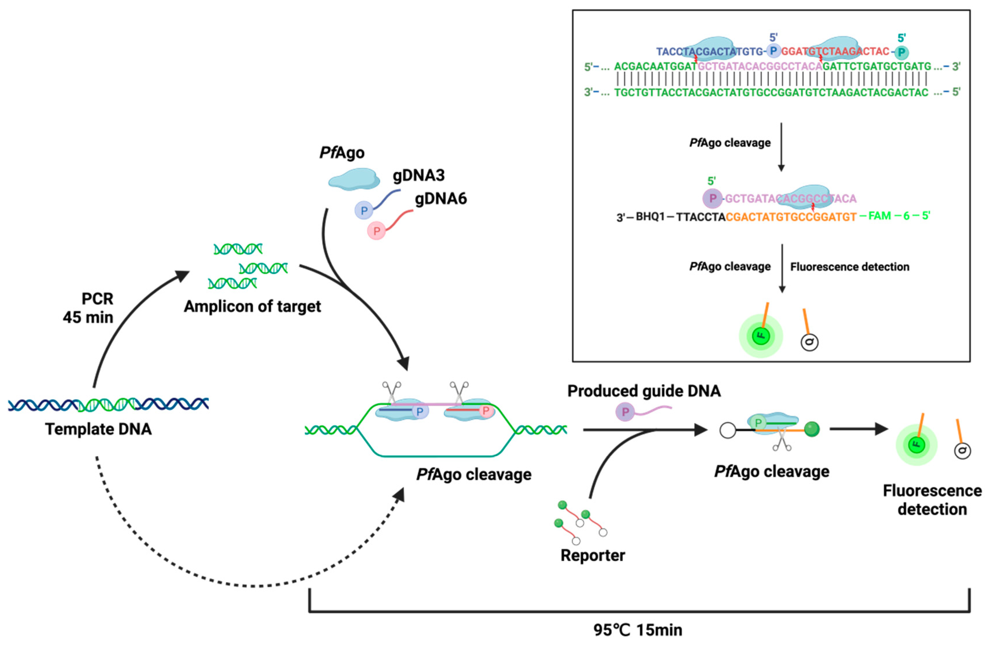 Viruses 16 00382 g002