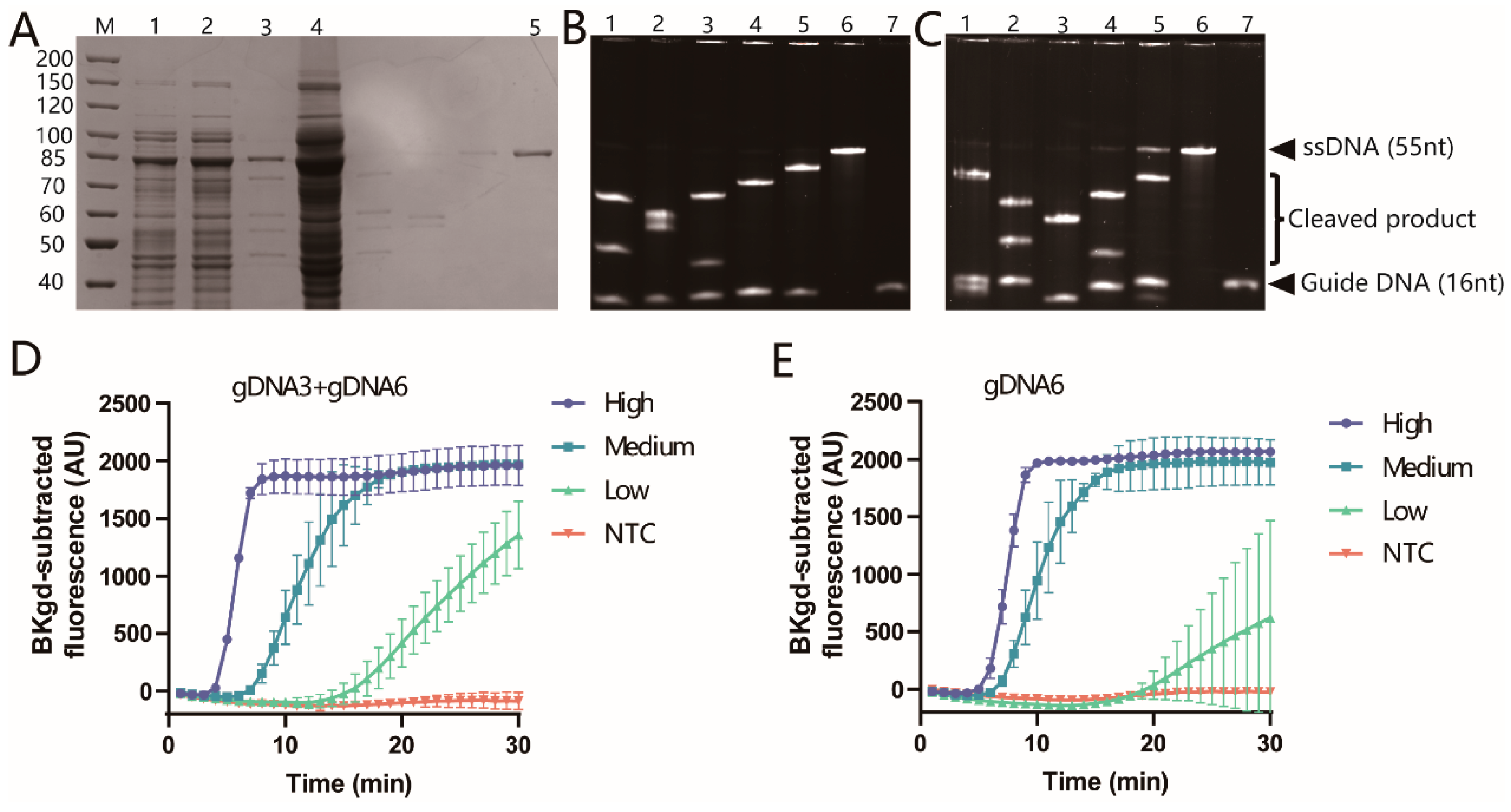 Viruses 16 00382 g003