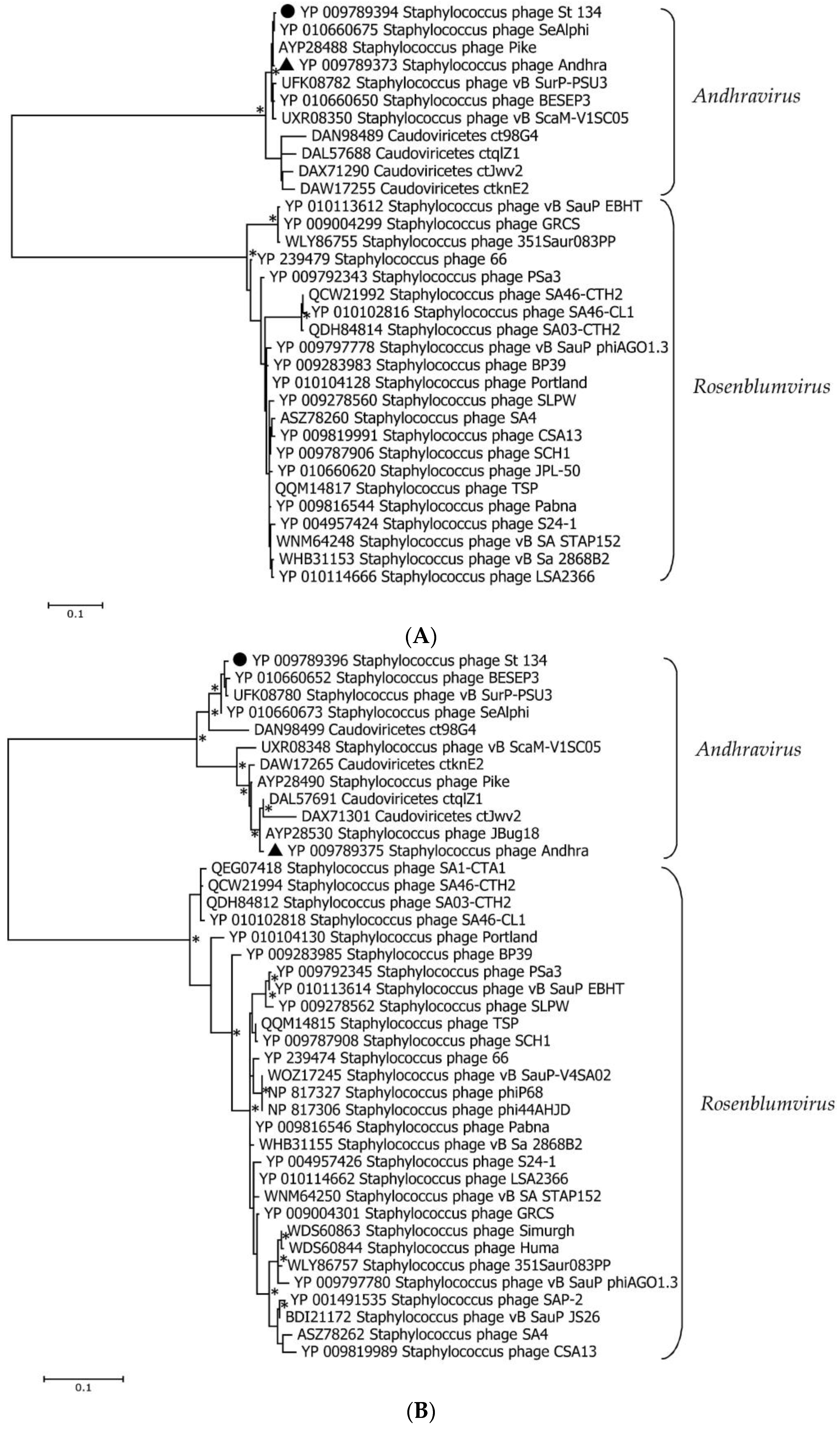 Viruses 16 00385 g005a