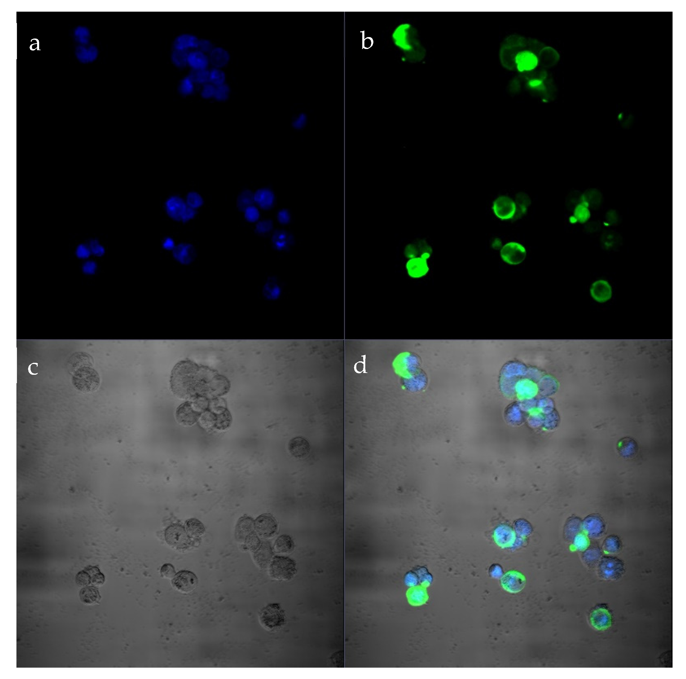 Viruses 16 00386 g004