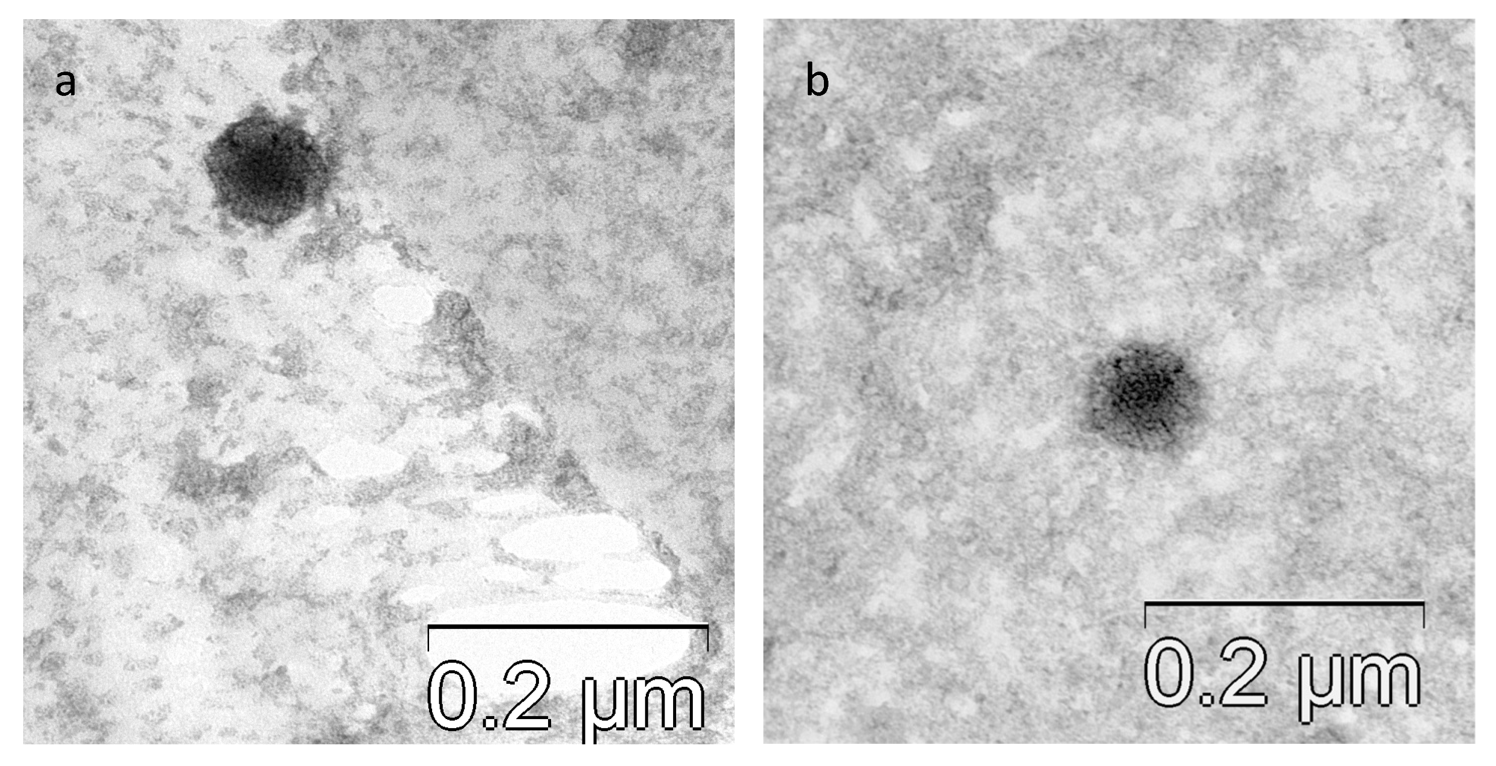 Viruses 16 00386 g005
