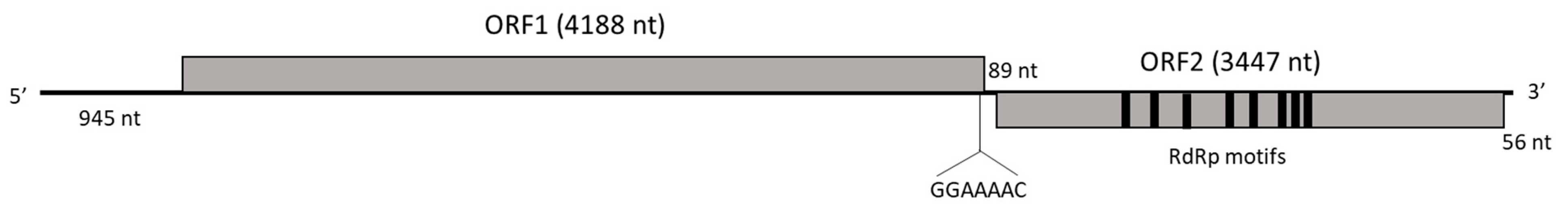 Viruses 16 00392 g001 Viruses 16 00392 g001