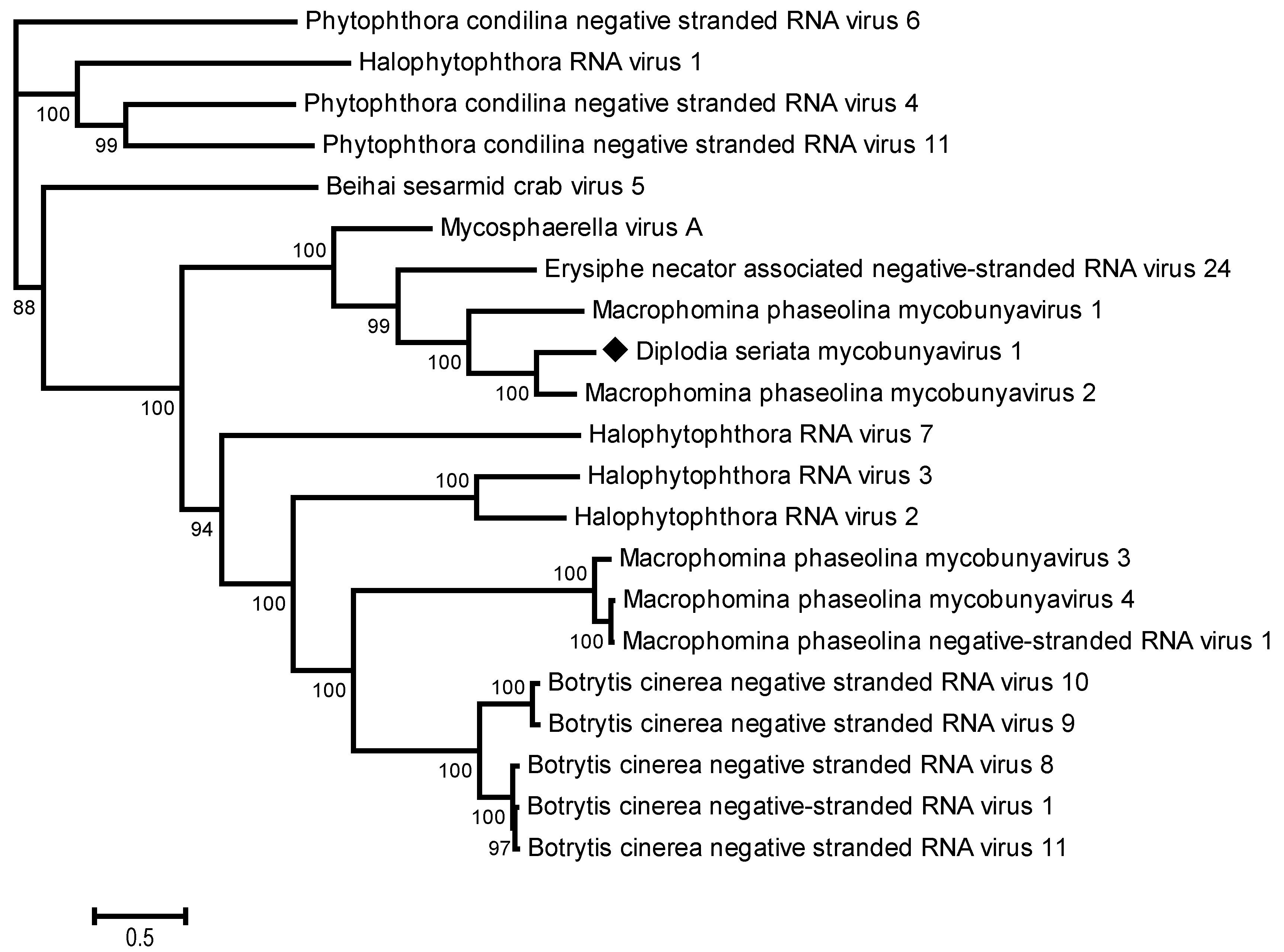 Viruses 16 00392 g004 Viruses 16 00392 g004