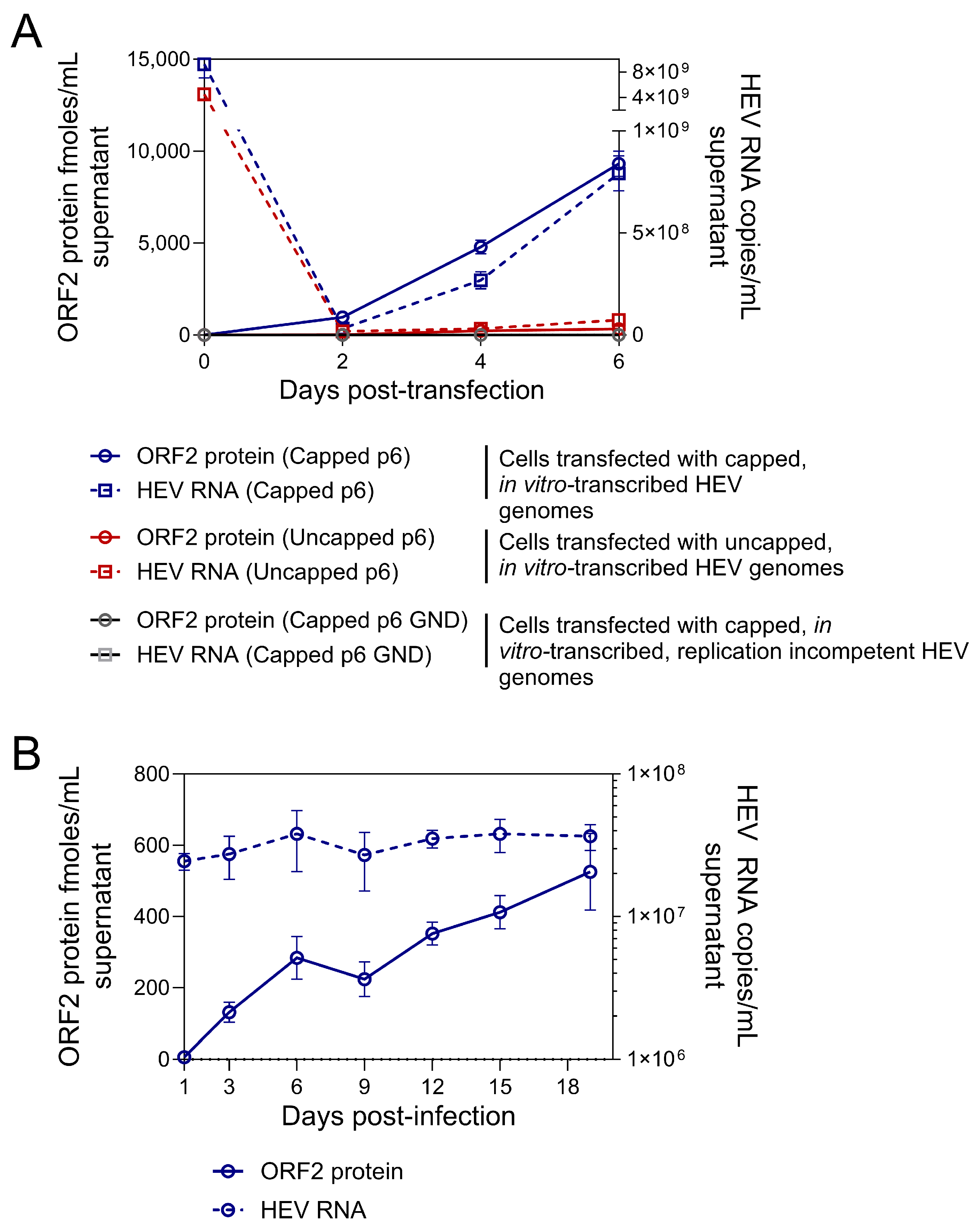 Viruses 16 00393 g004