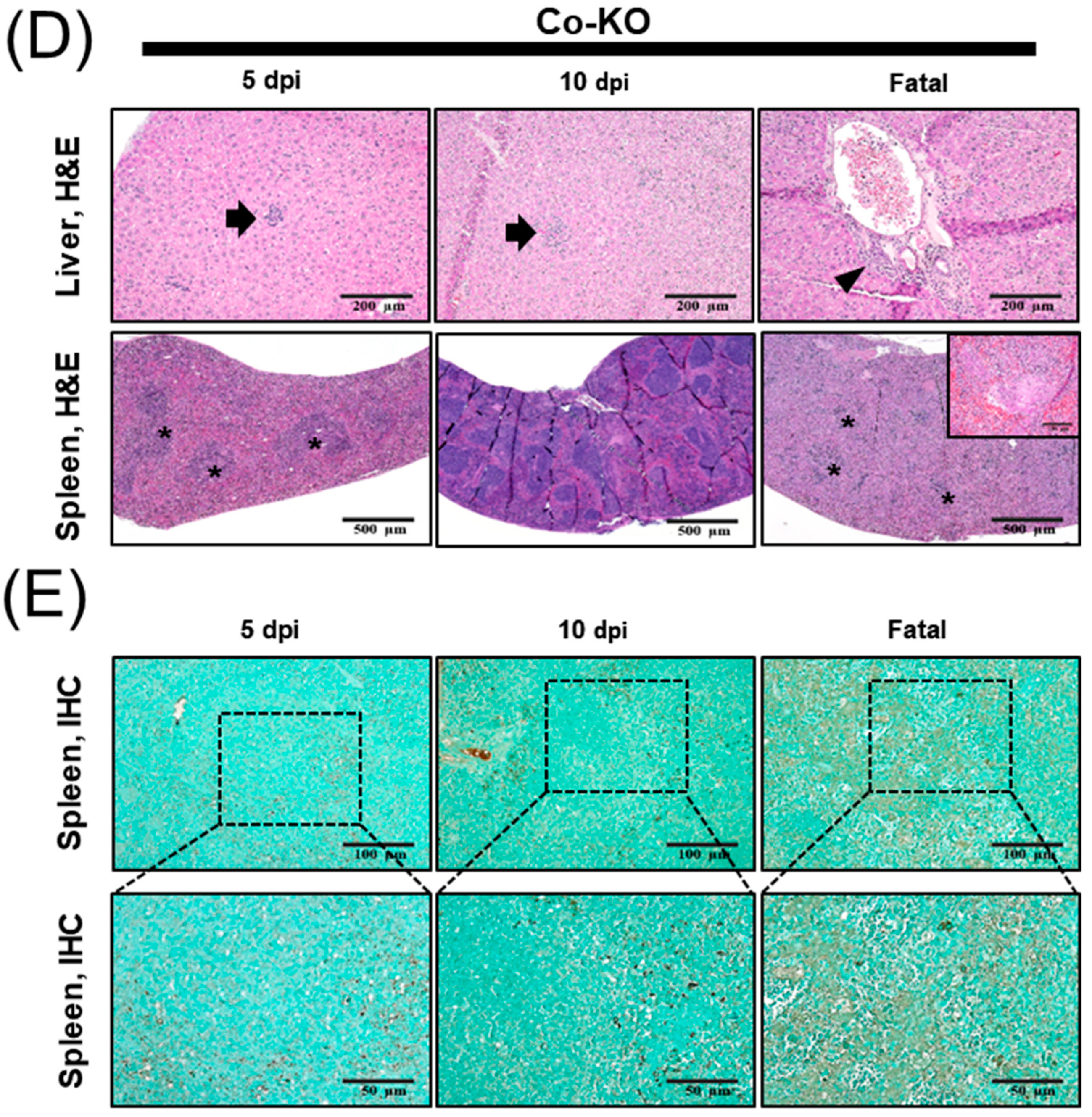 Viruses 16 00401 g003b