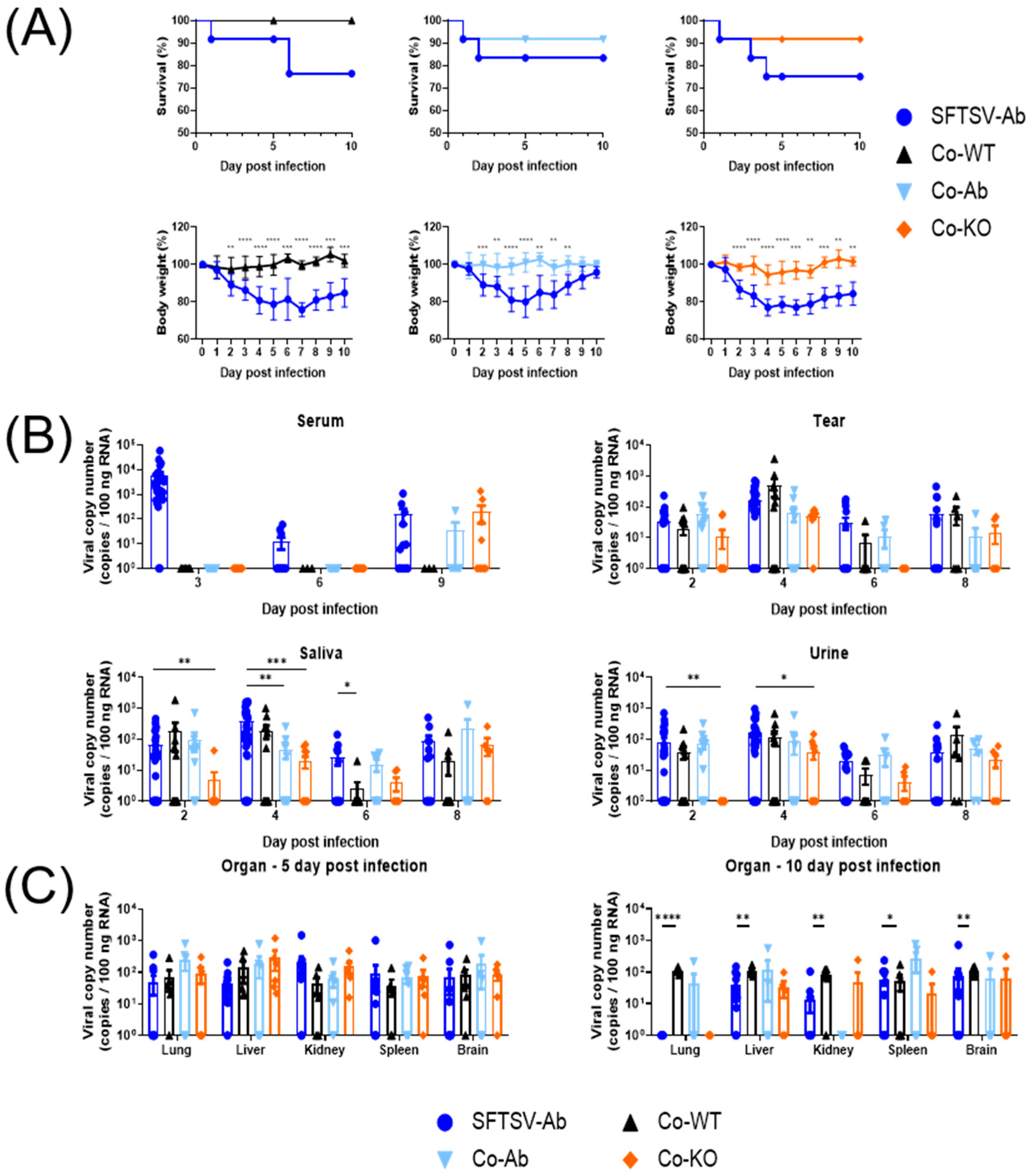Viruses 16 00401 g004a