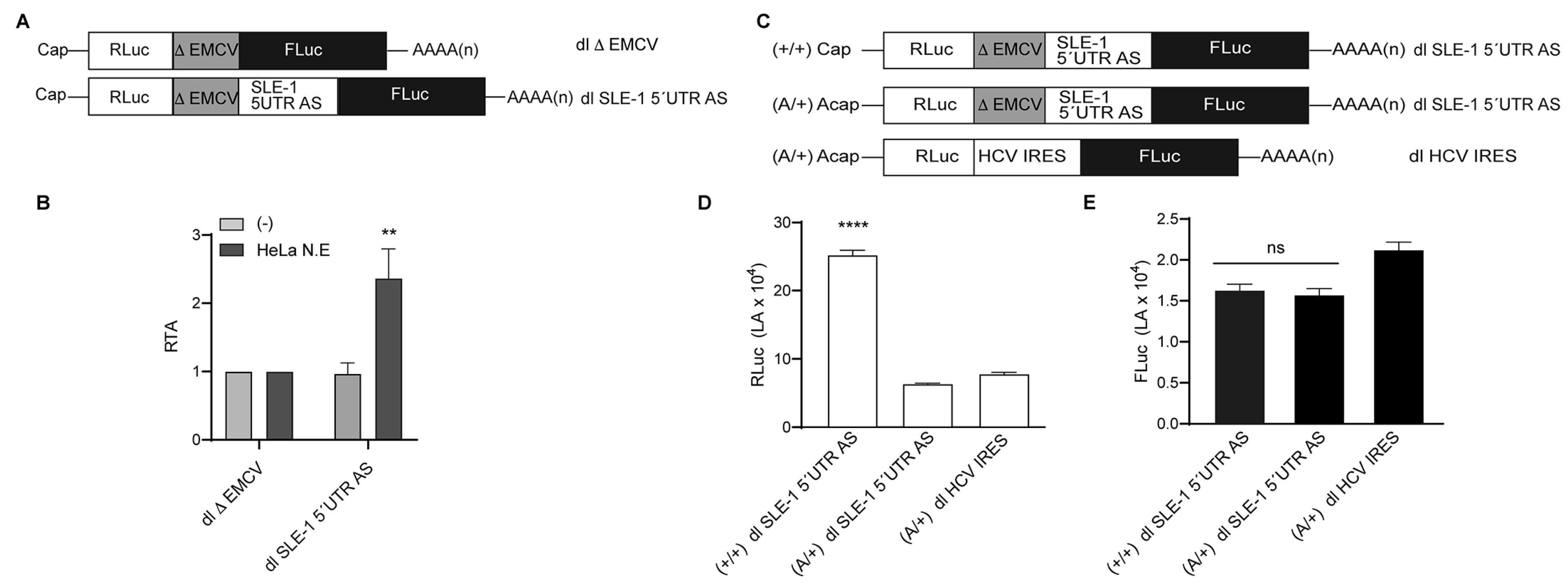 Viruses 16 00403 g007