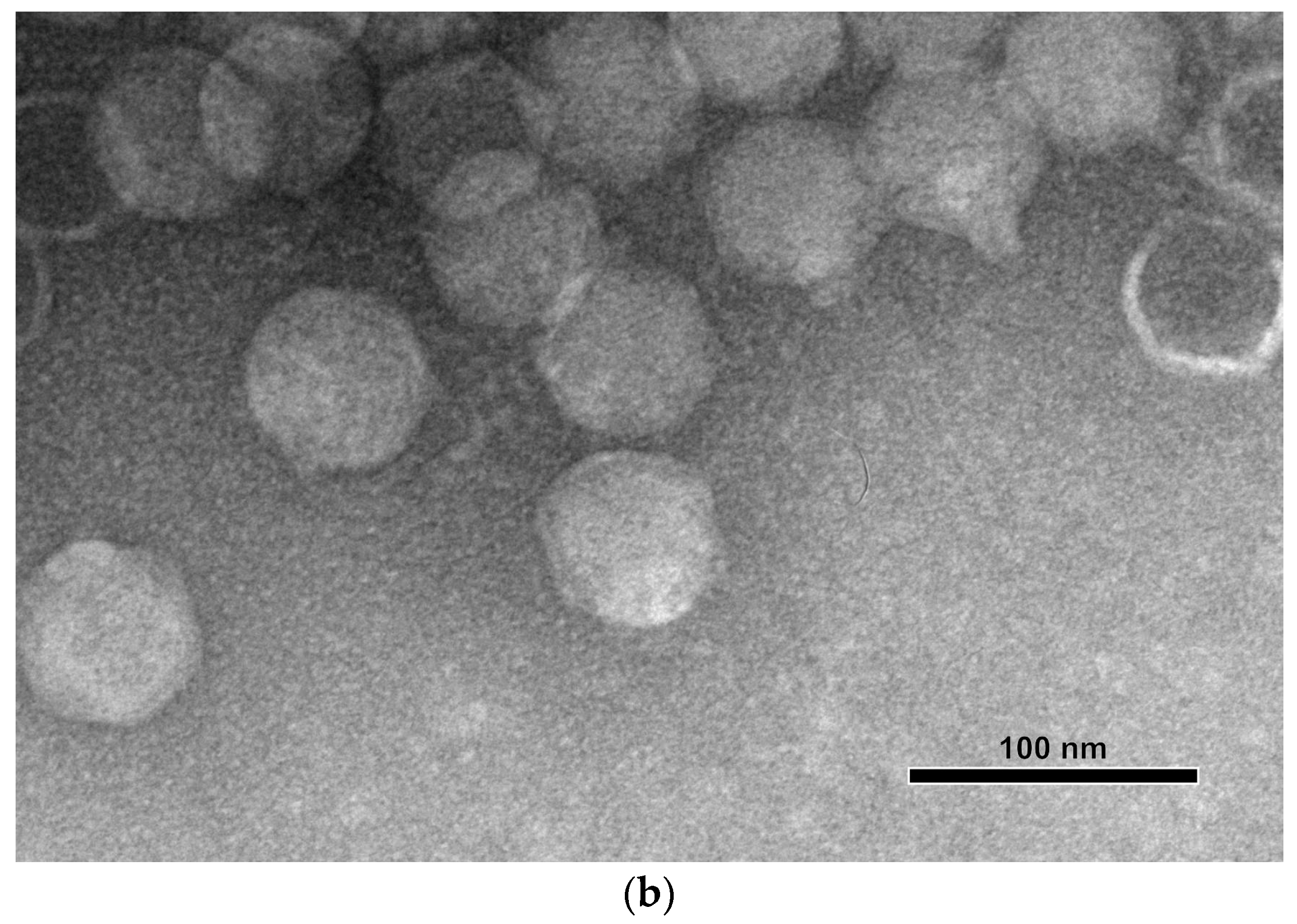 Viruses 16 00406 g001b Viruses 16 00406 g001b