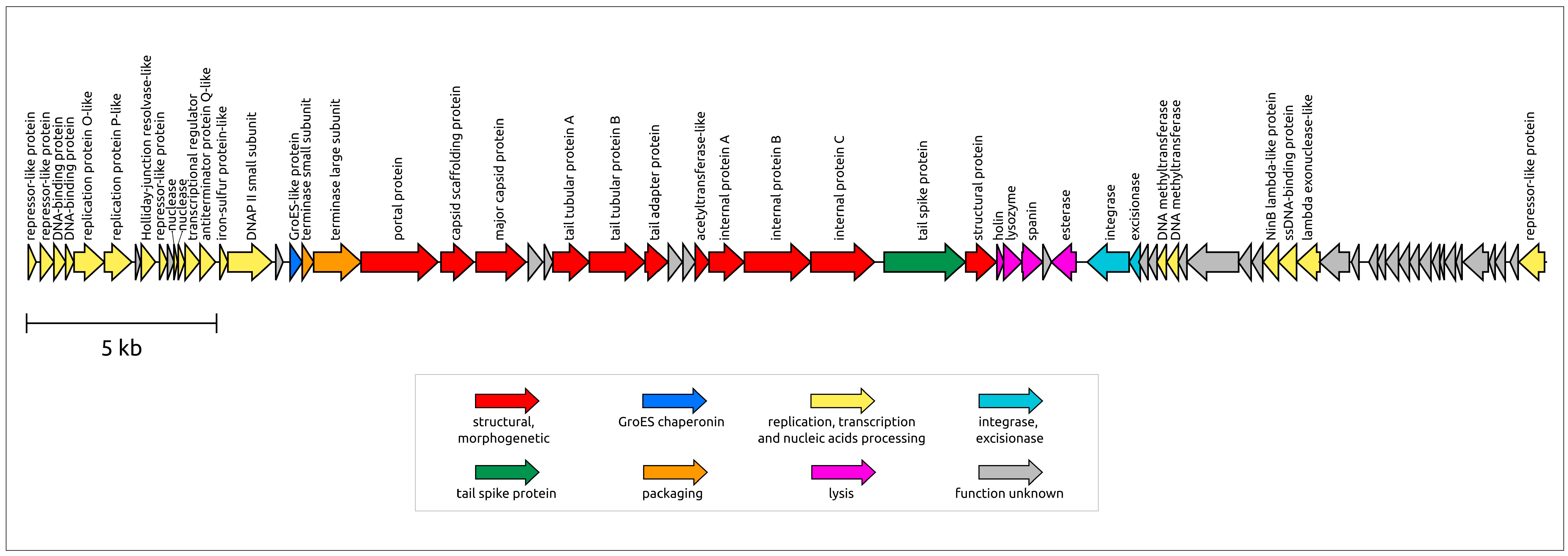 Viruses 16 00406 g004 Viruses 16 00406 g004