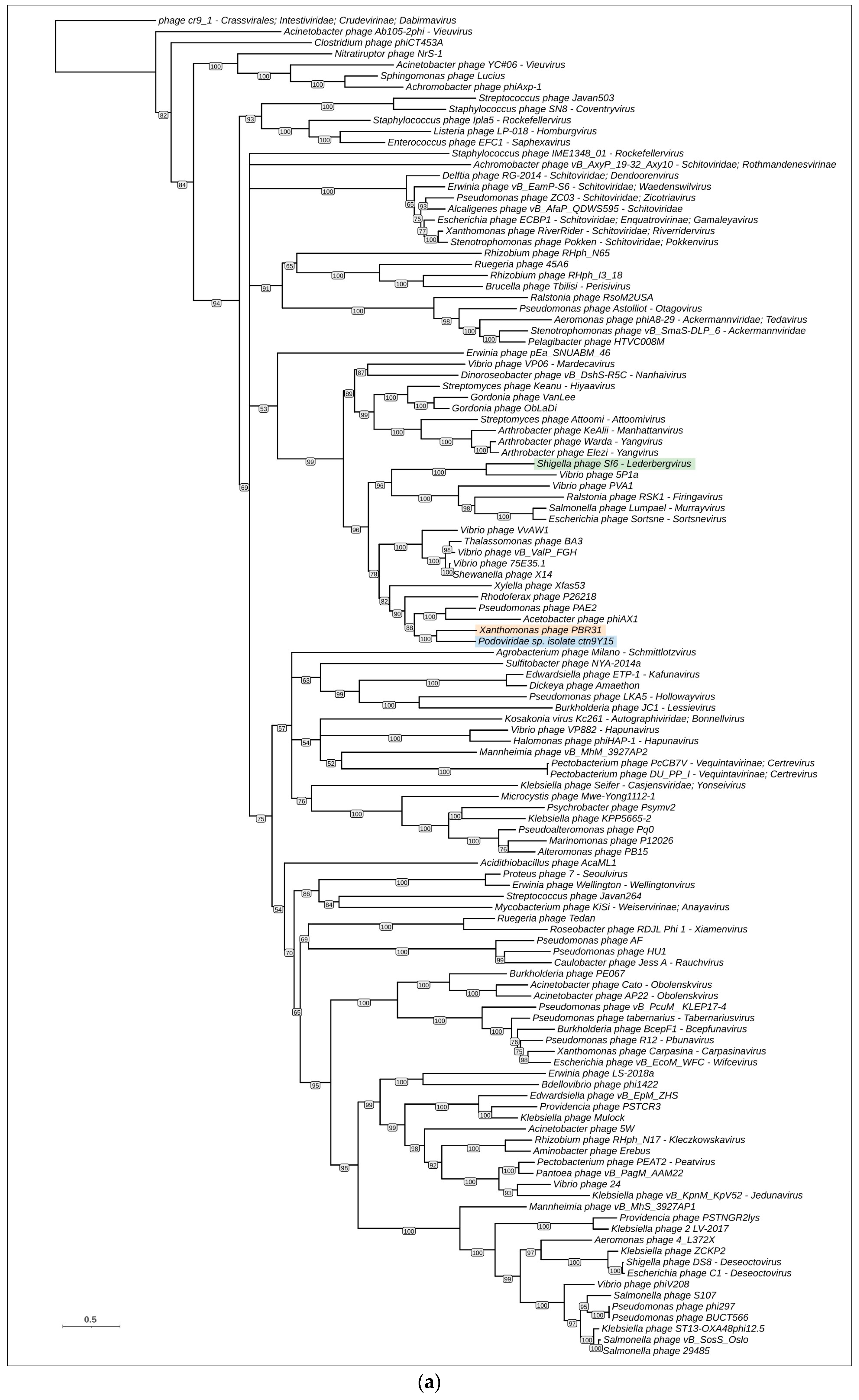 Viruses 16 00406 g006a Viruses 16 00406 g006a