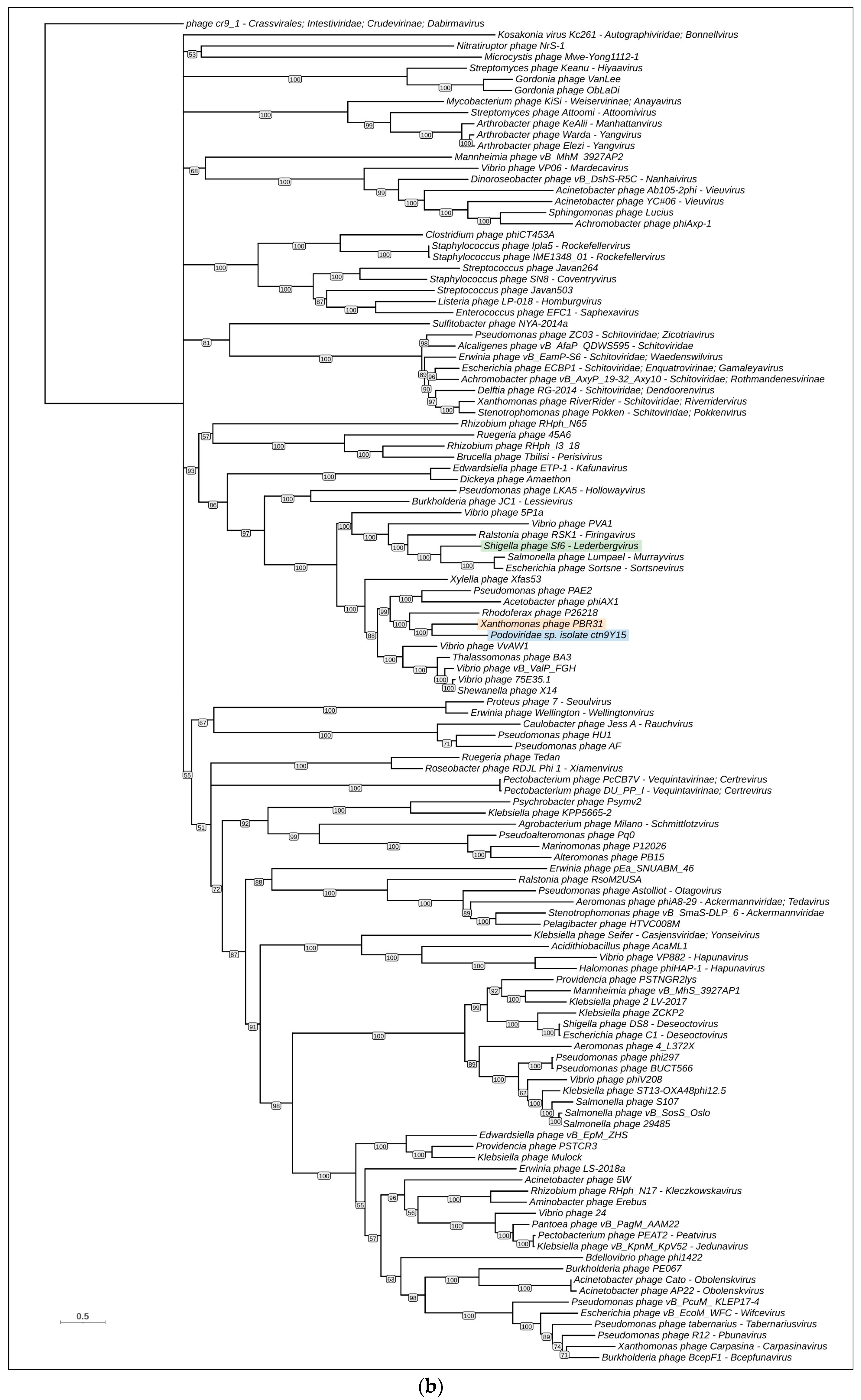 Viruses 16 00406 g006b Viruses 16 00406 g006b