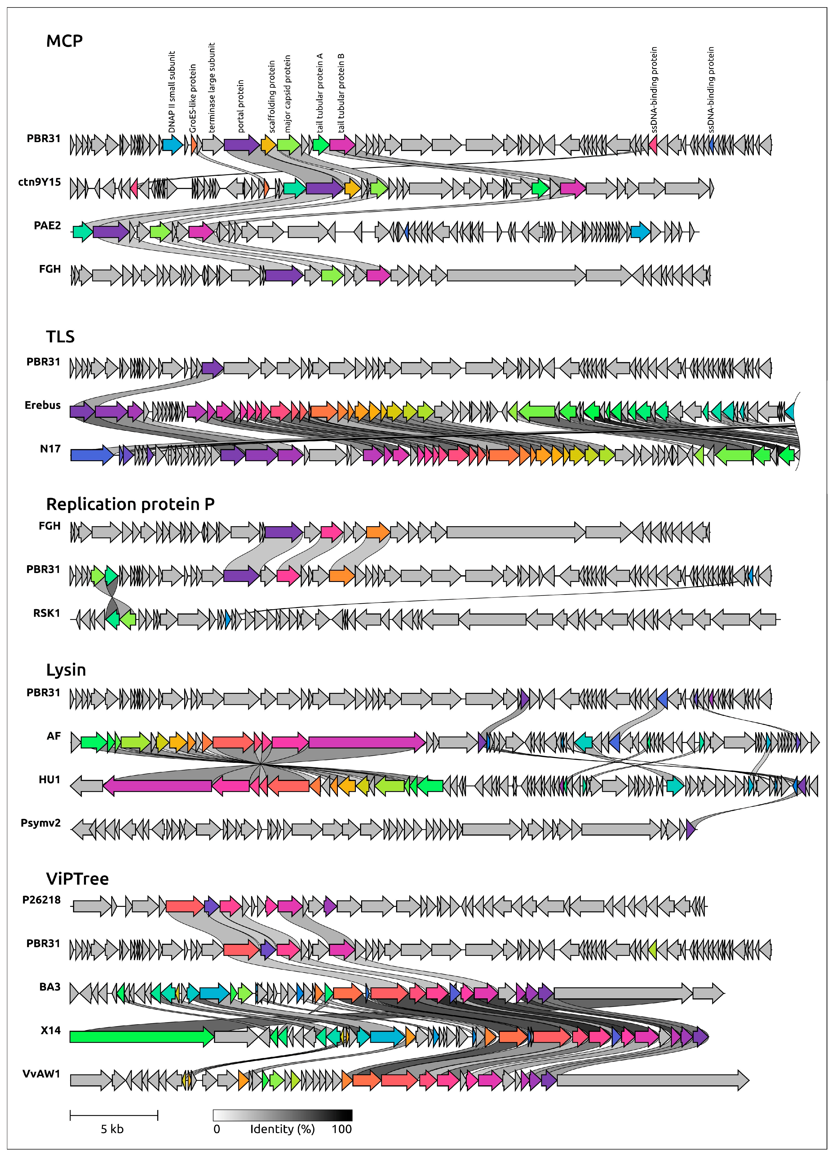 Viruses 16 00406 g008 Viruses 16 00406 g008
