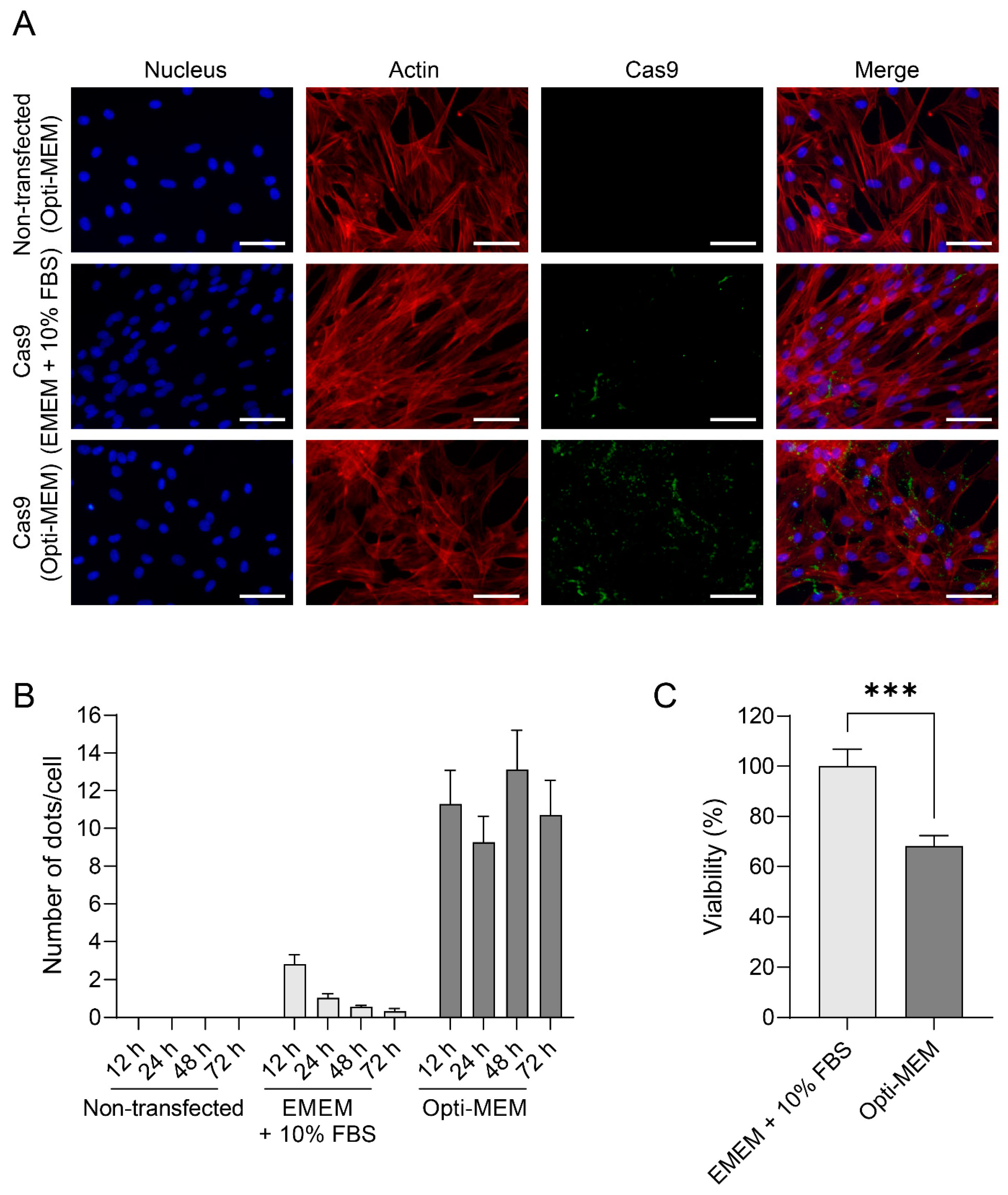 Viruses 16 00409 g002