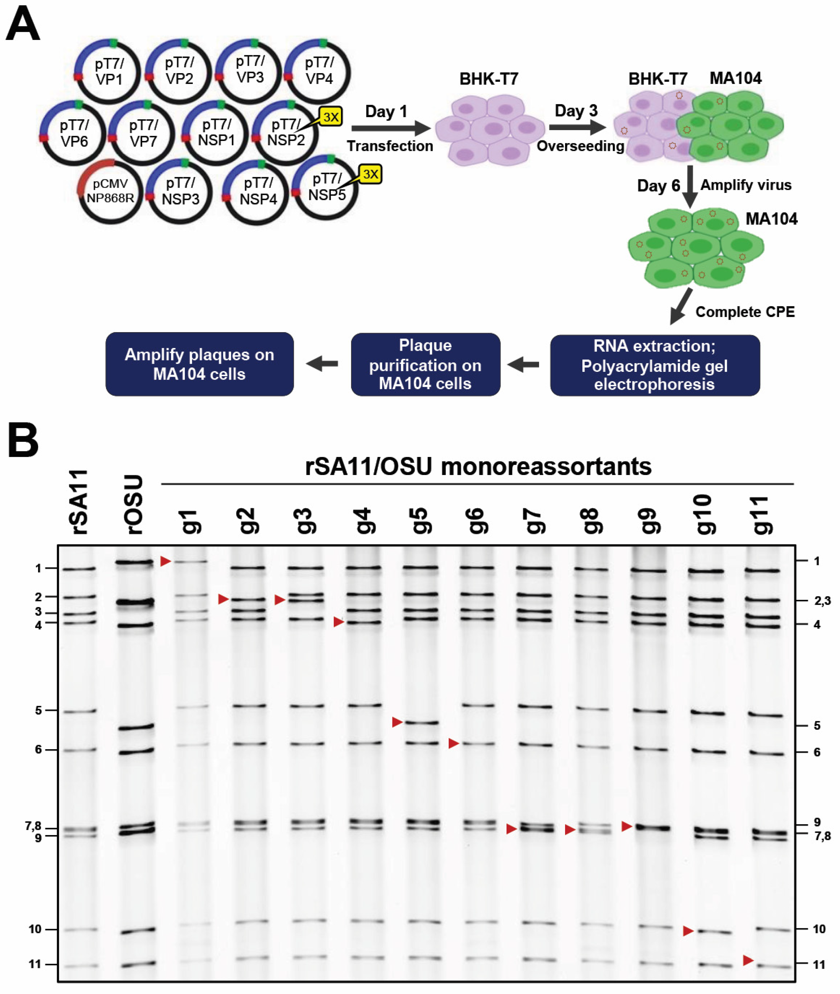 Viruses 16 00411 g001