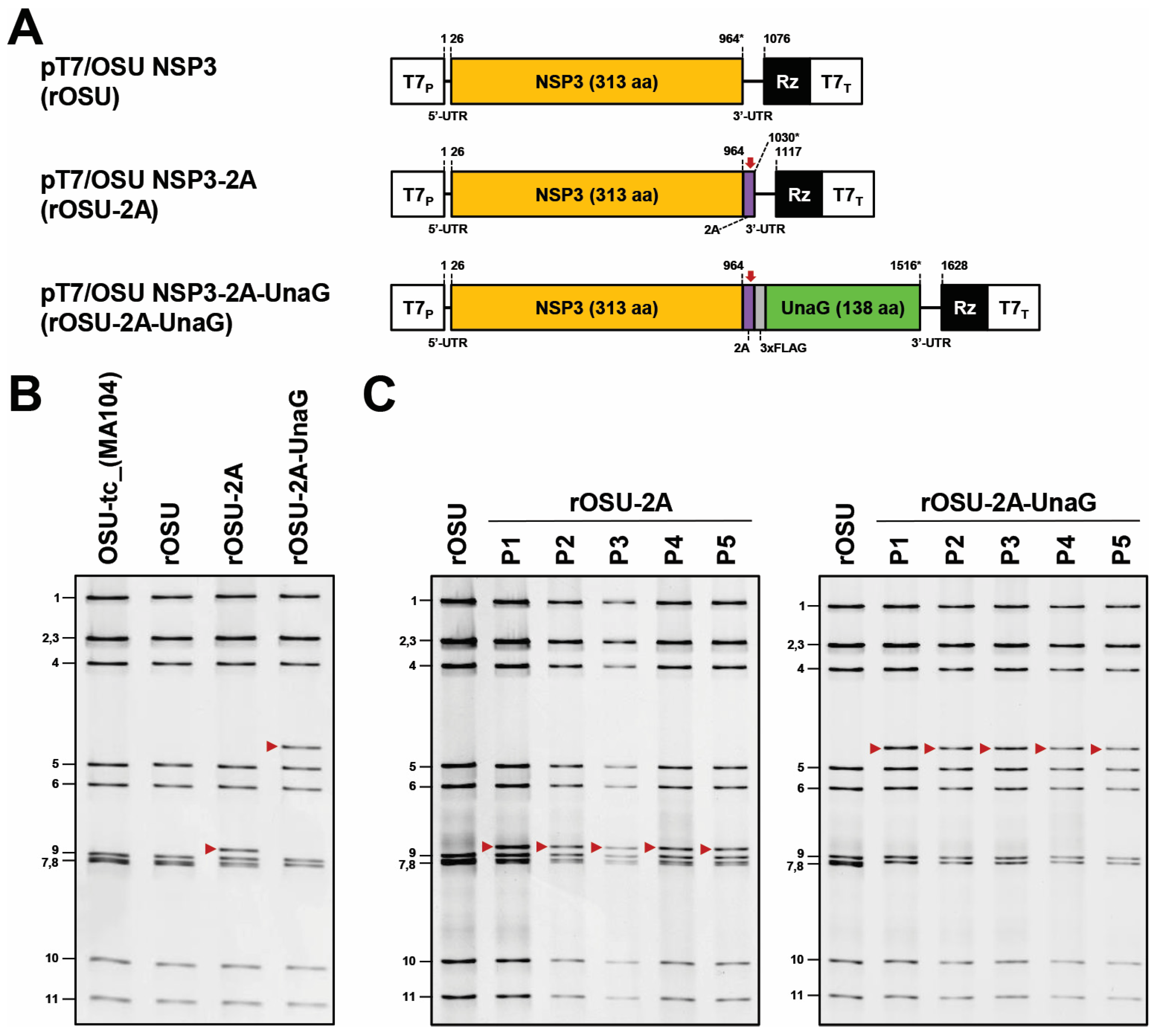 Viruses 16 00411 g002