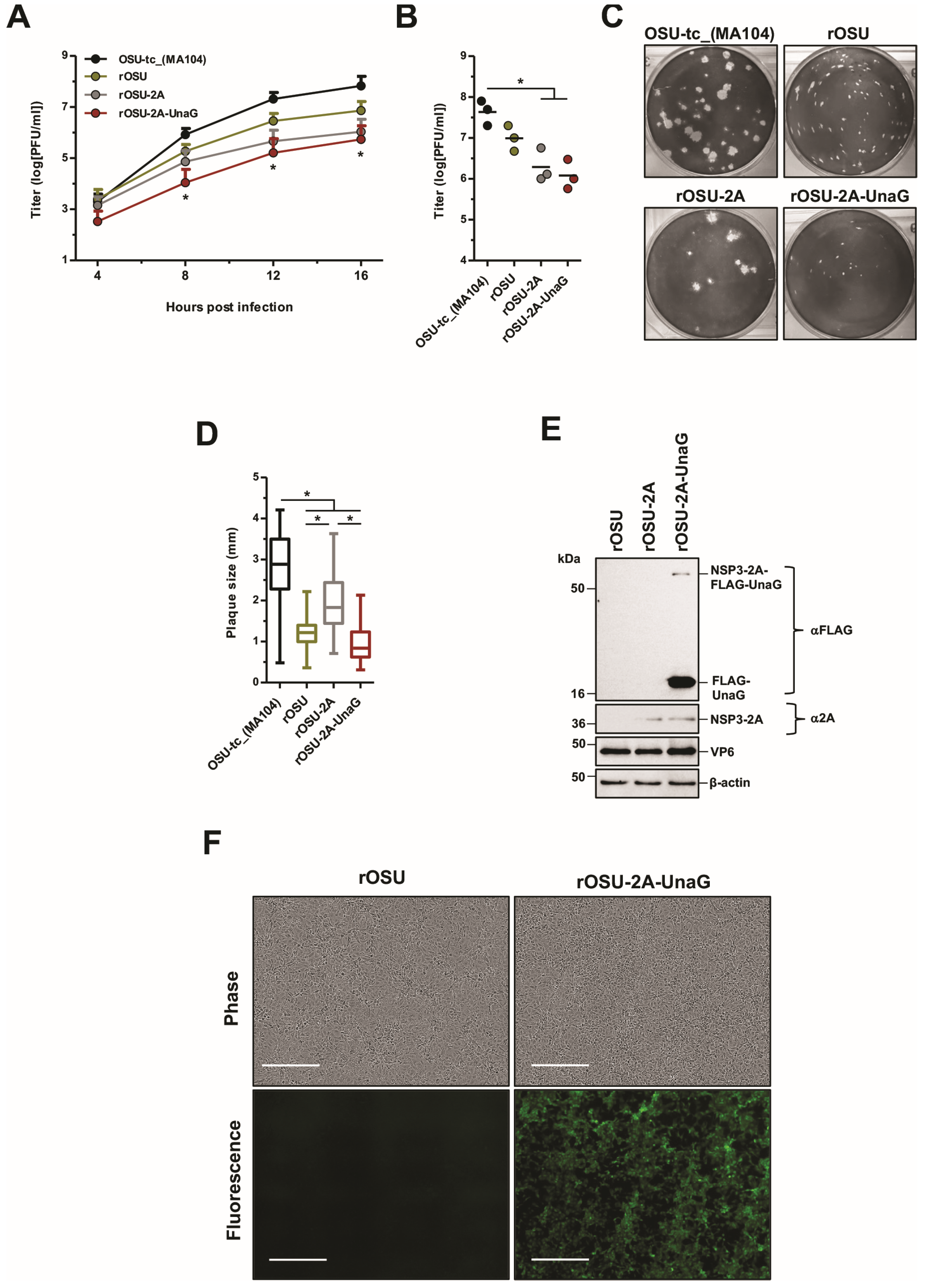 Viruses 16 00411 g003